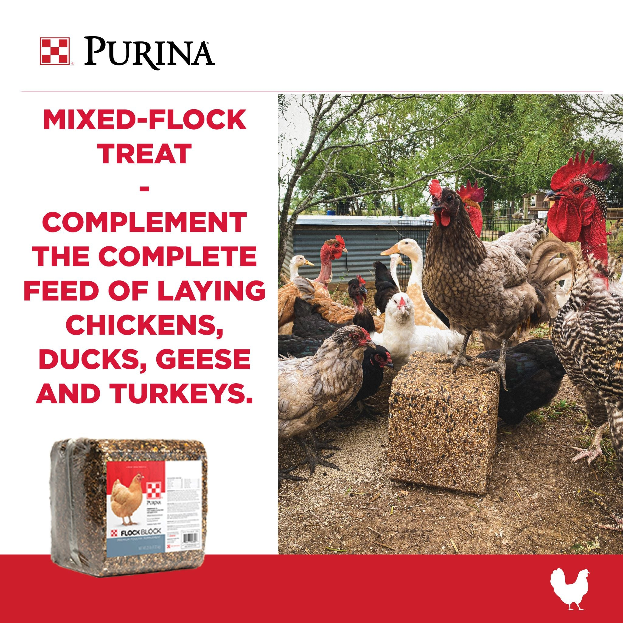 Chickens, ducks, and a rooster gathered around a Purina Flock Block in a backyard run