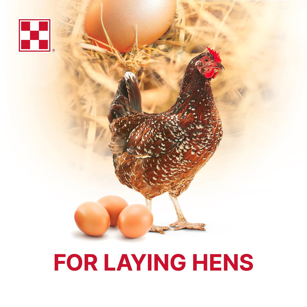 Brown laying hen standing beside fresh brown eggs on straw, for laying hens