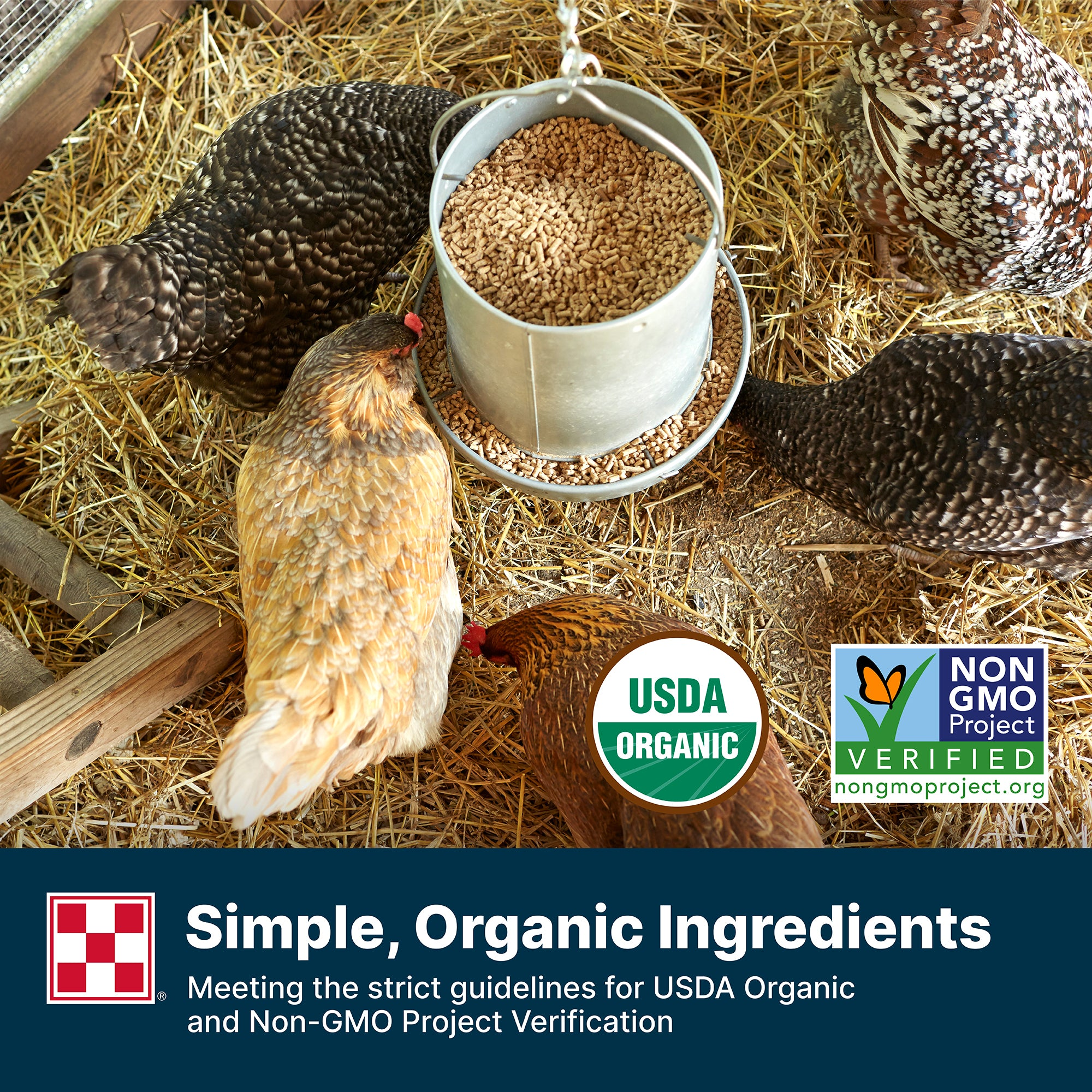 Hens eating Purina Organic Layer Pellets from a hanging feeder with USDA Organic and Non-GMO Project Verified seals