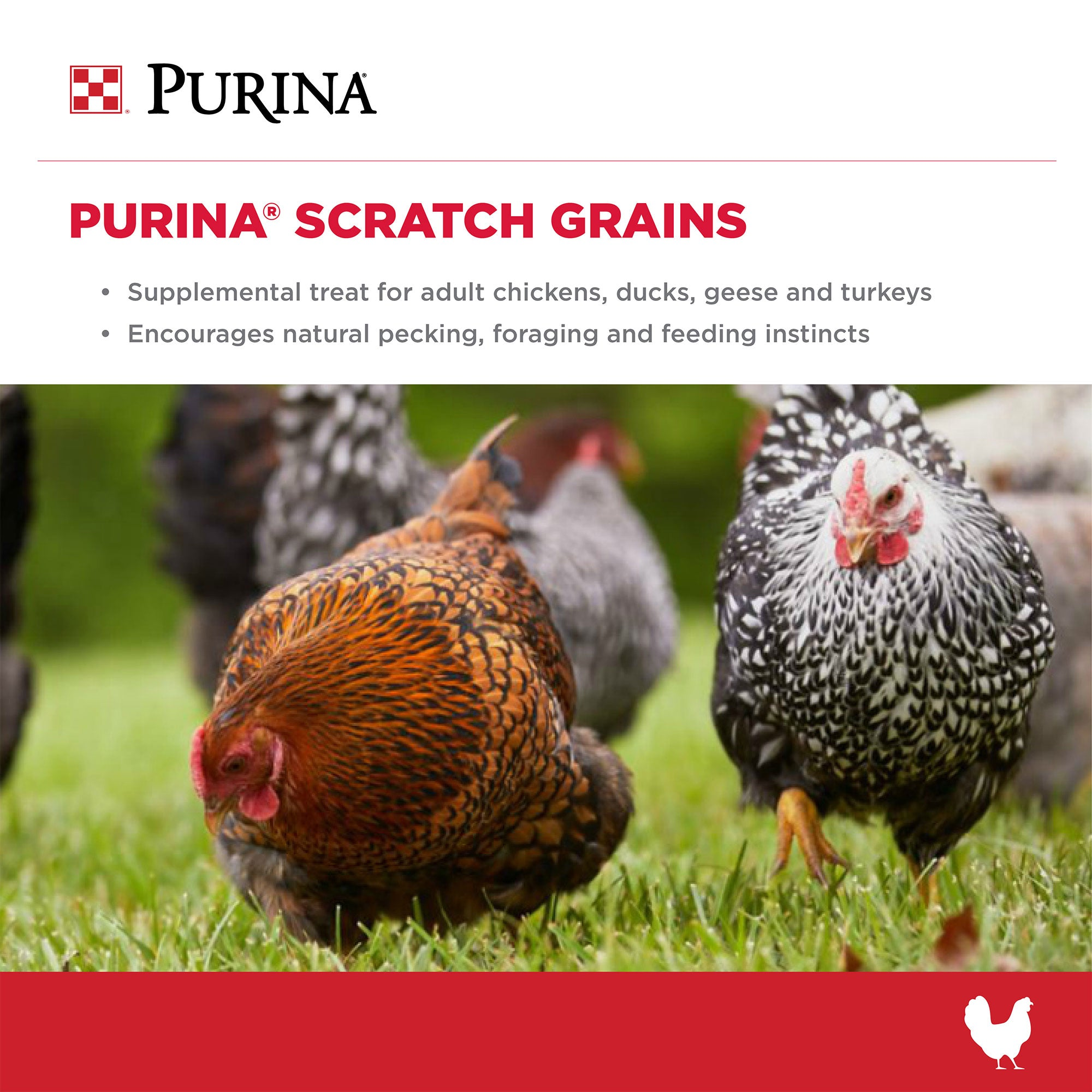 Backyard hens foraging in grass with a Purina Scratch Grains supplemental treat claim panel