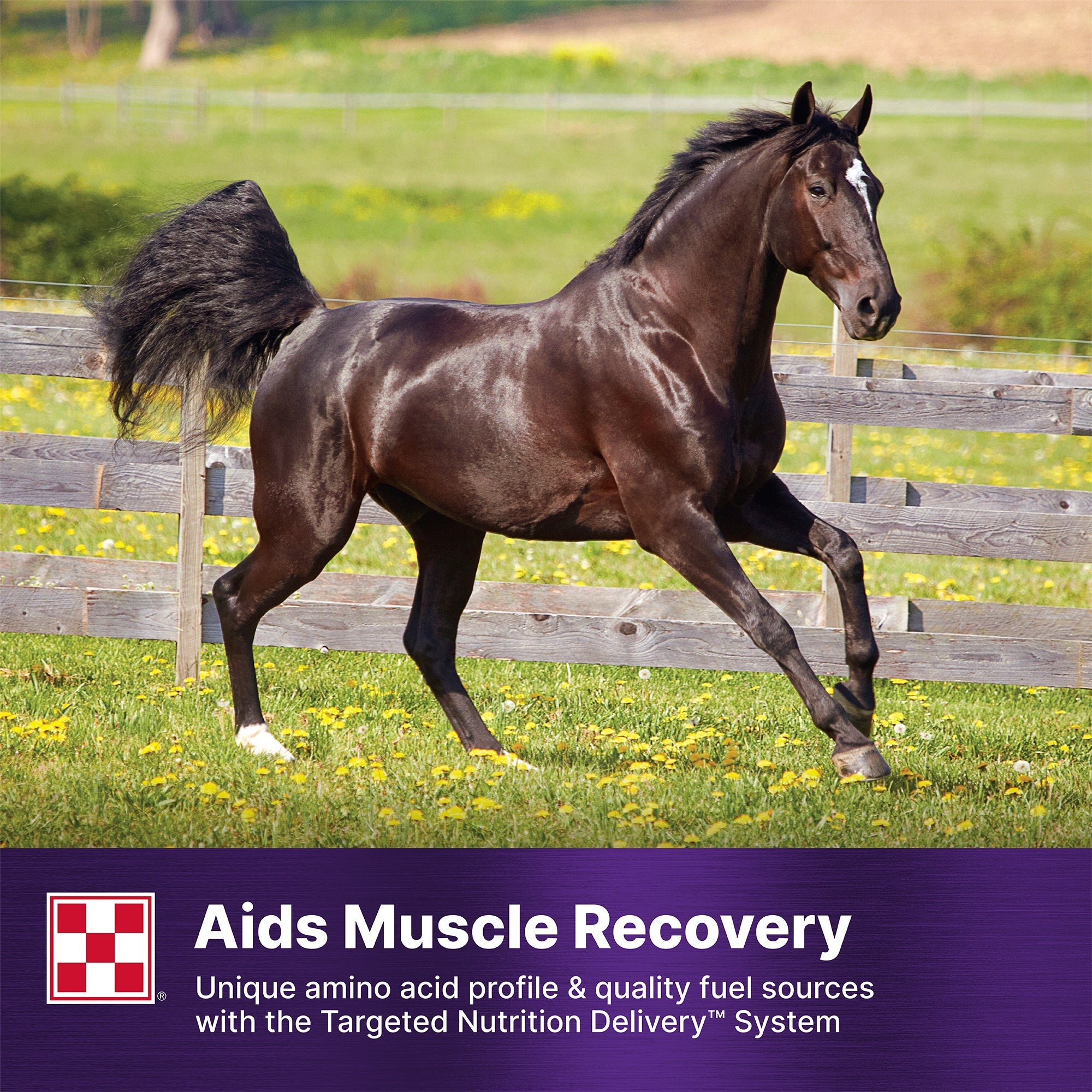 Horse trotting in pasture, Ultium Gastric Care aids muscle recovery with a unique amino acid profile