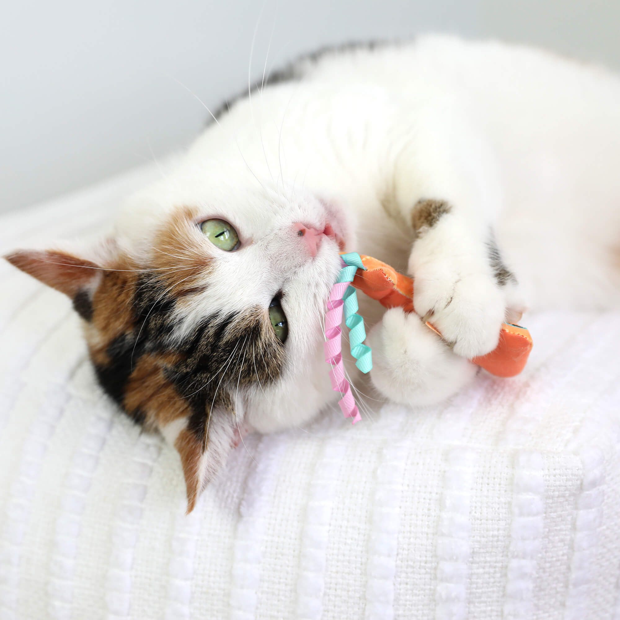 Calico cat lying on a white blanket holding the orange hammerhead shark toy in its paws