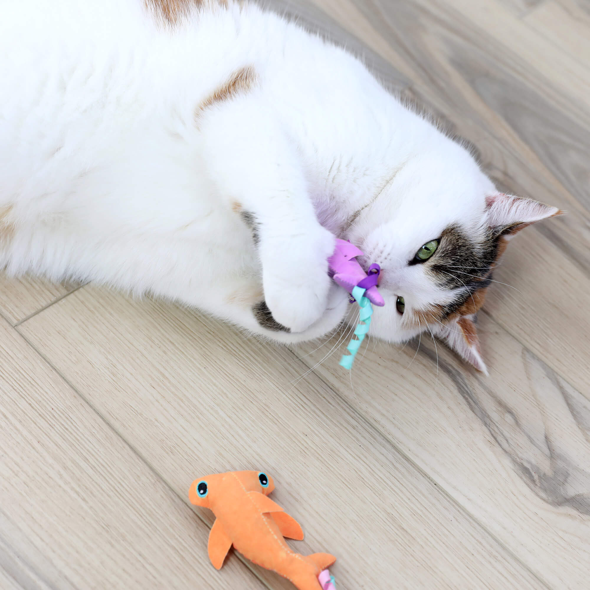Calico cat on a wood floor chewing the purple shark toy with the orange hammerhead nearby