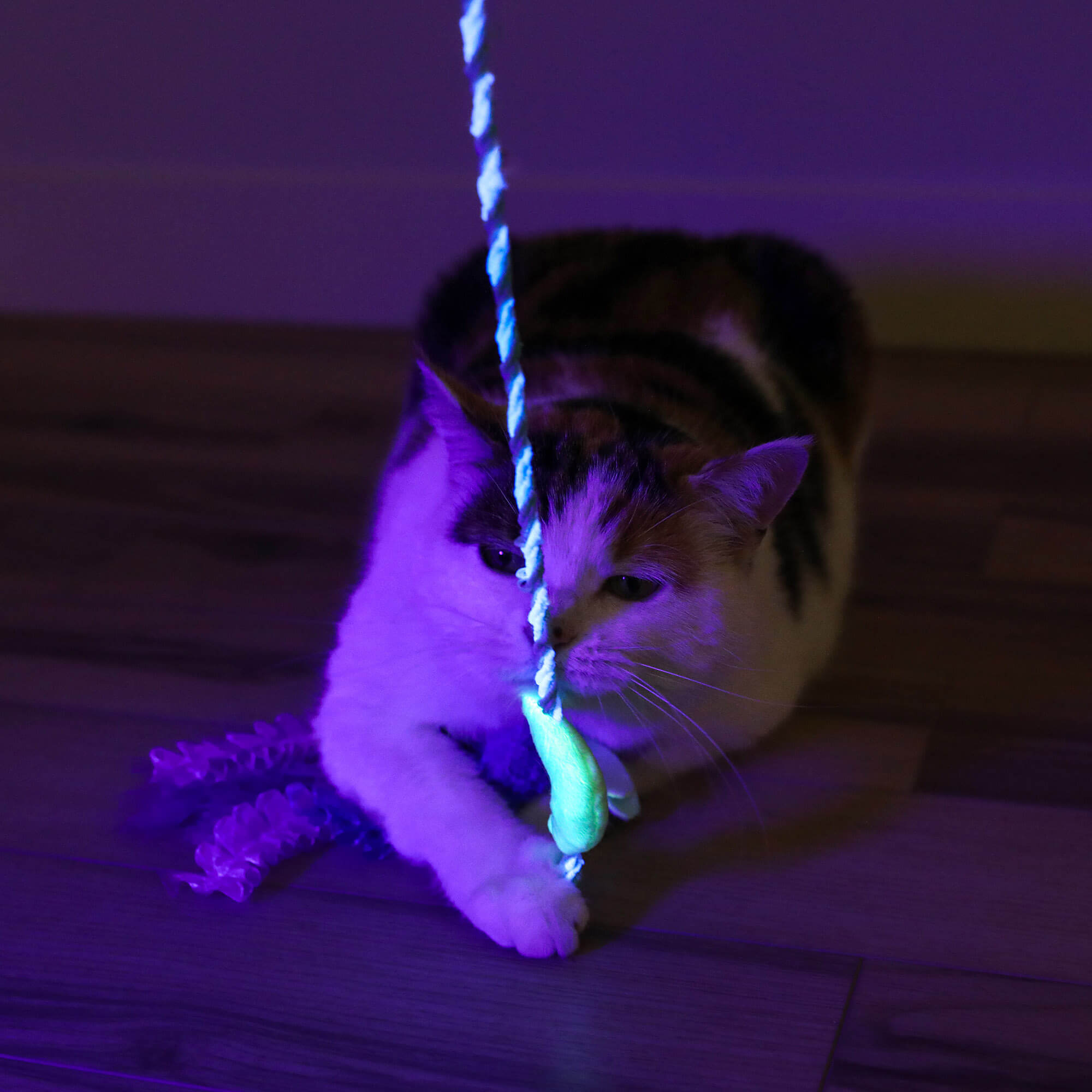 Cat playing with the glowing Quirky Kitty Firefly Wand in a dark room
