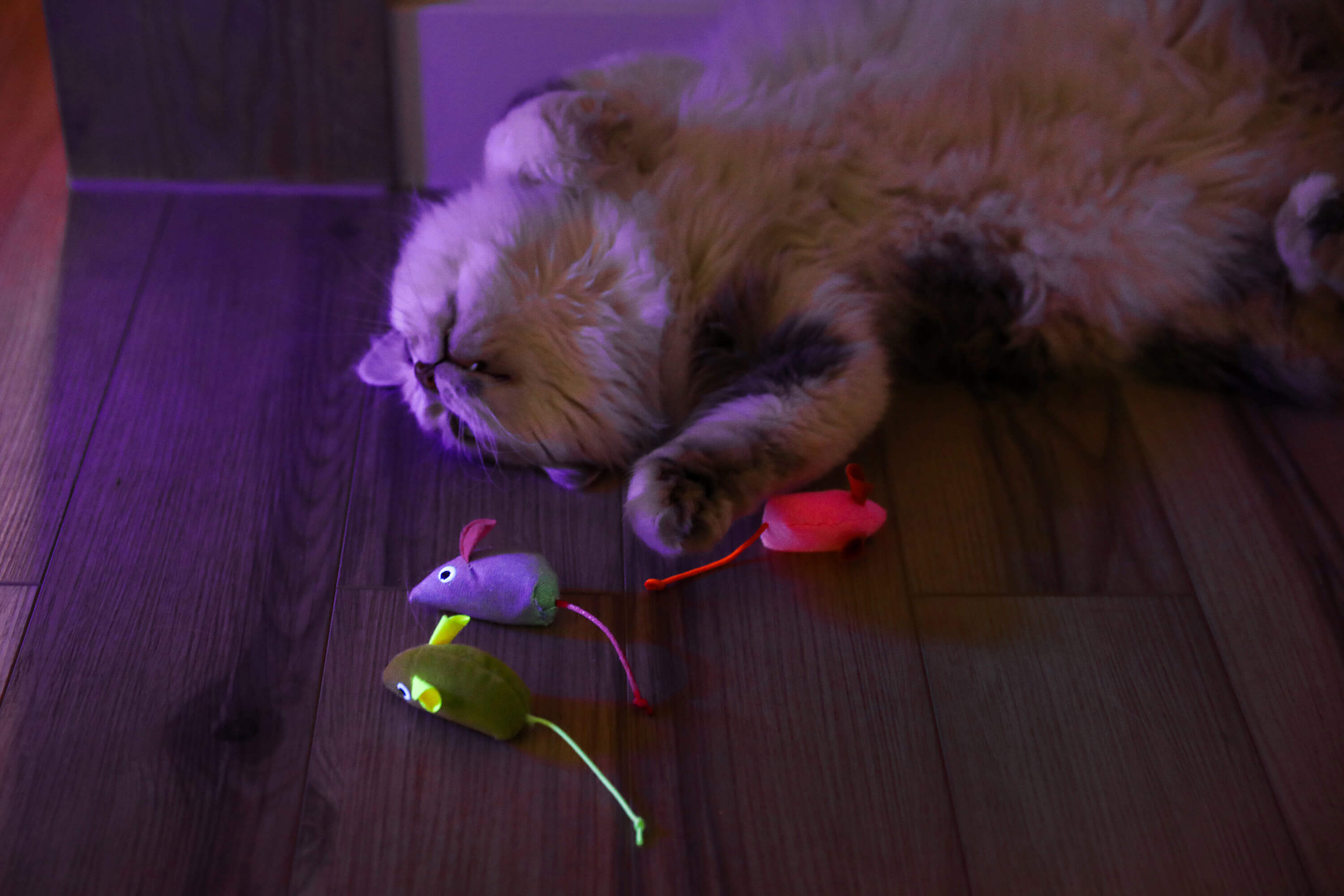 Cat resting in a dark room while three Quirky Kitty Glow Mice glow on the floor