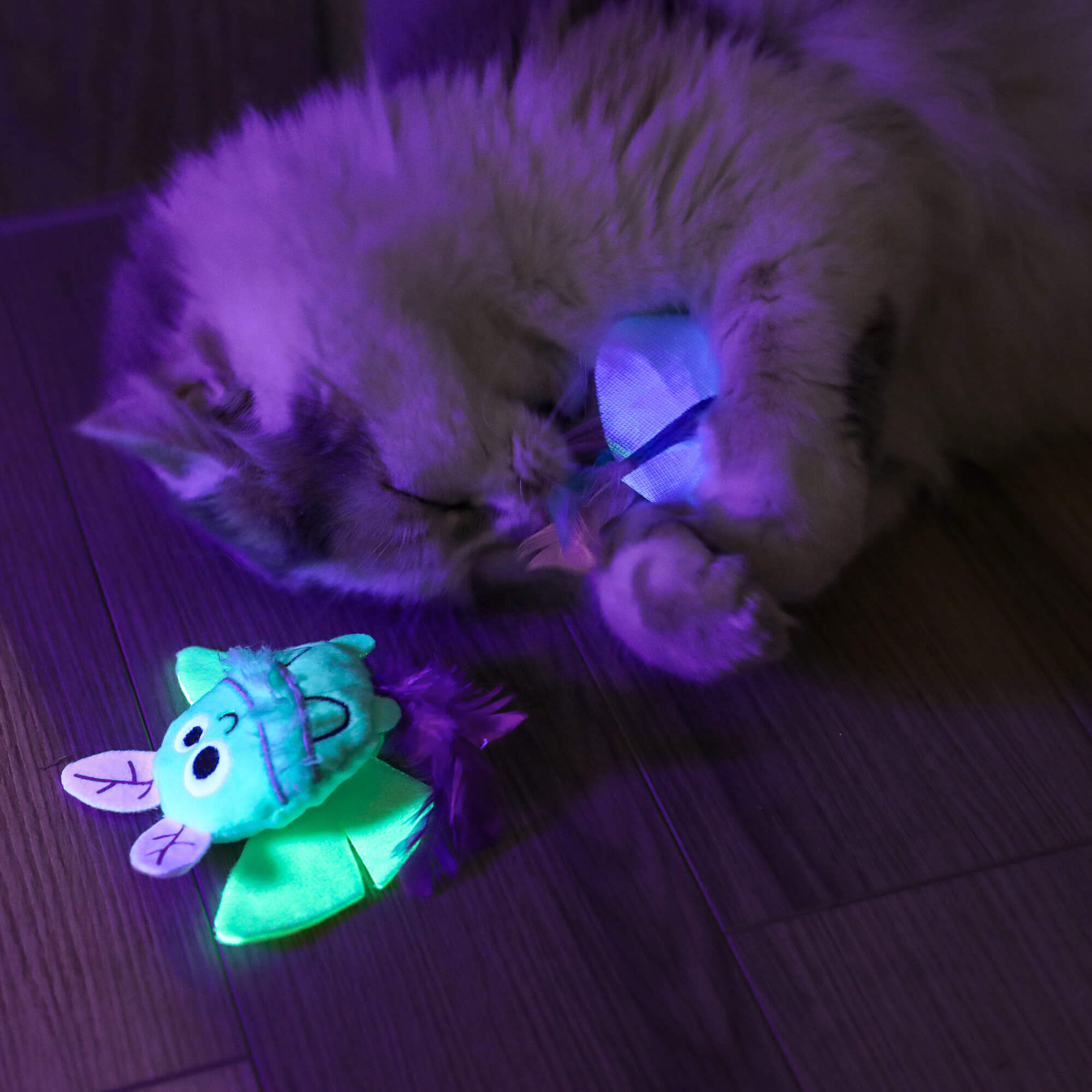 White cat in a dim room with the glowing Luna Bugs moth and beetle toys