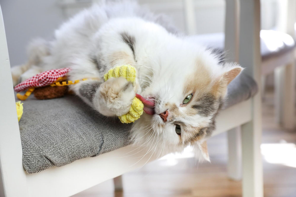 Fluffy cat on a chair cushion chewing the yellow bowtie pasta from Quirky Kitty Pasta Pals