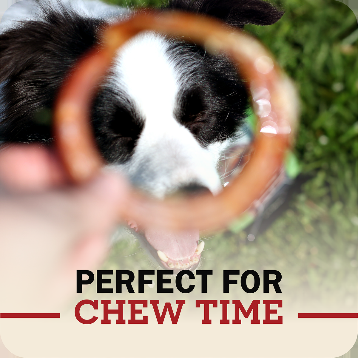Redbarn Bully Rings -- a close-up of a black and white dog looking through a redbarn bully ring held in