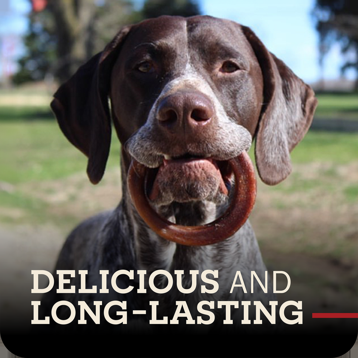 Redbarn Bully Rings -- a close-up of a brown and white dog holding a redbarn bully rings in its mouth o