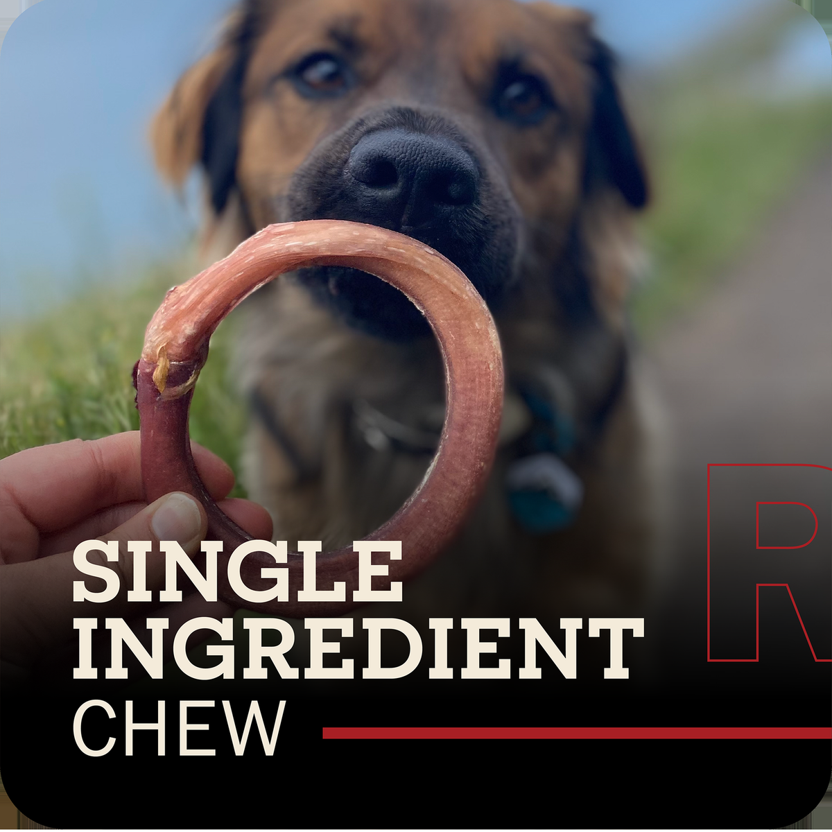 Redbarn Bully Rings -- a redbarn braided bully ring held in a human hand in front of a blurred dog on a