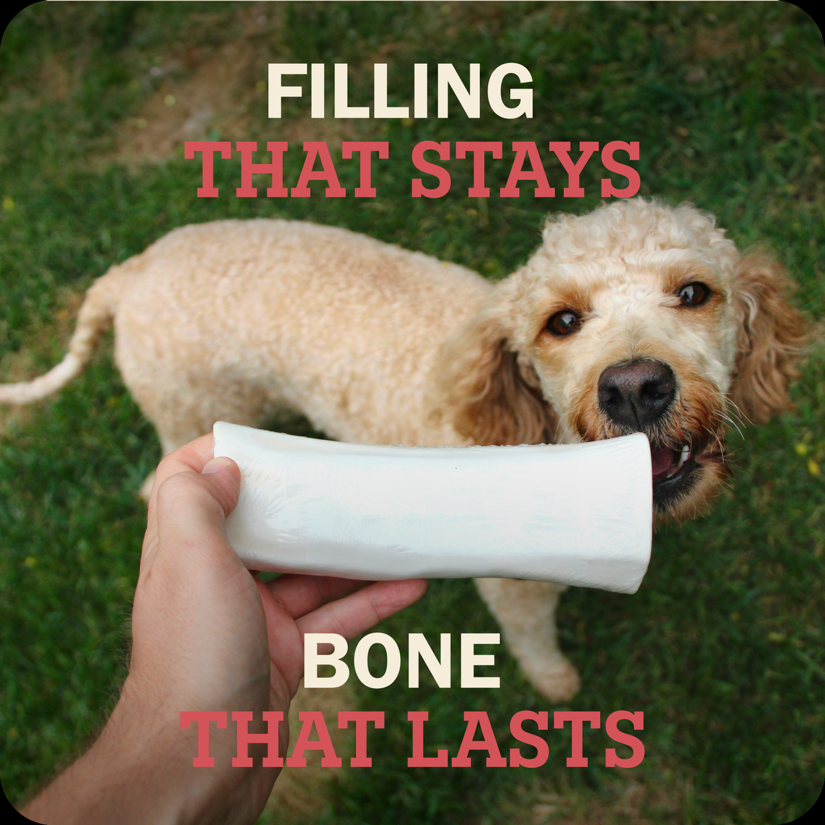 Redbarn Filled Bone Beef Flavor -- feature panel 6