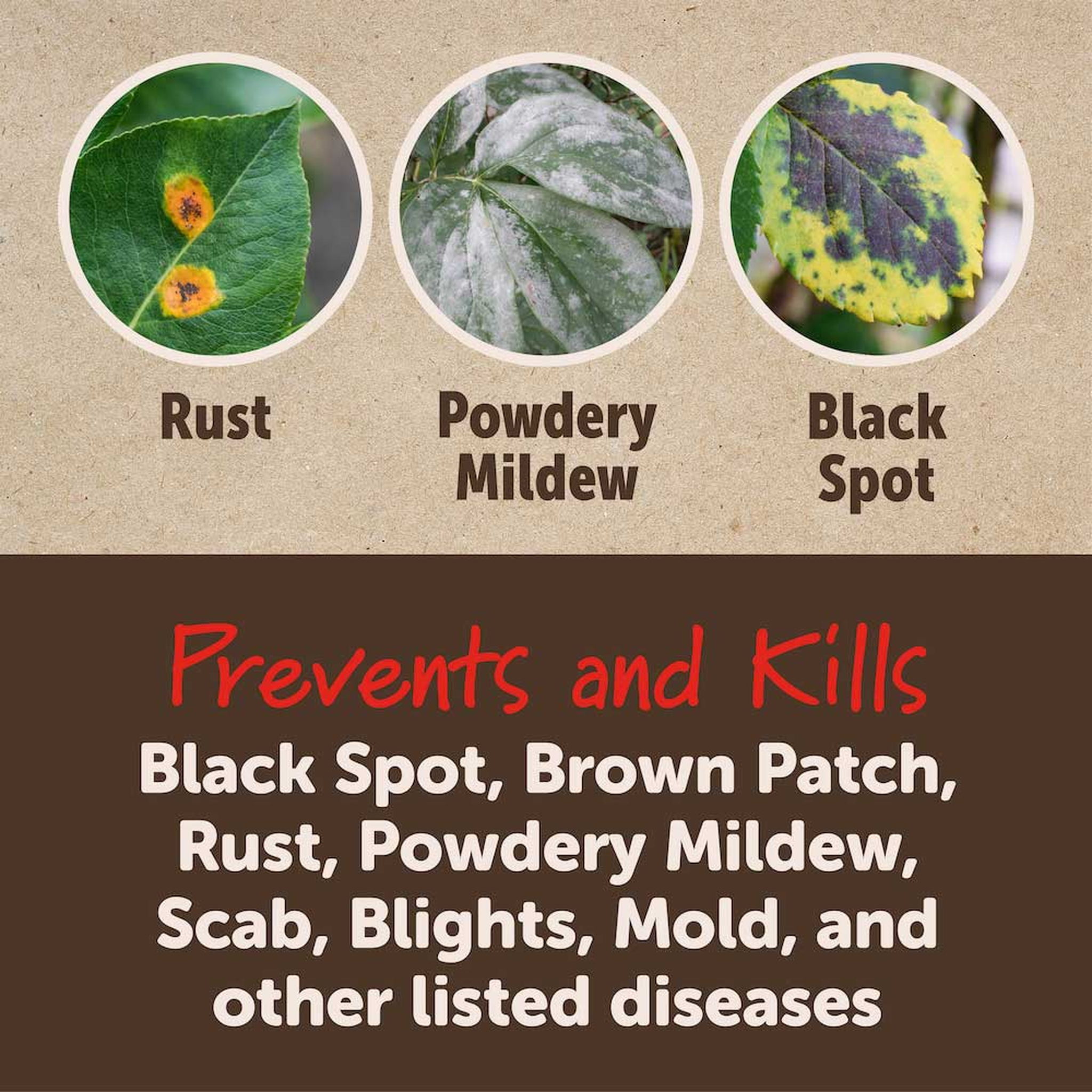 Prevents and kills black spot, brown patch, rust, powdery mildew, scab, blights and mold