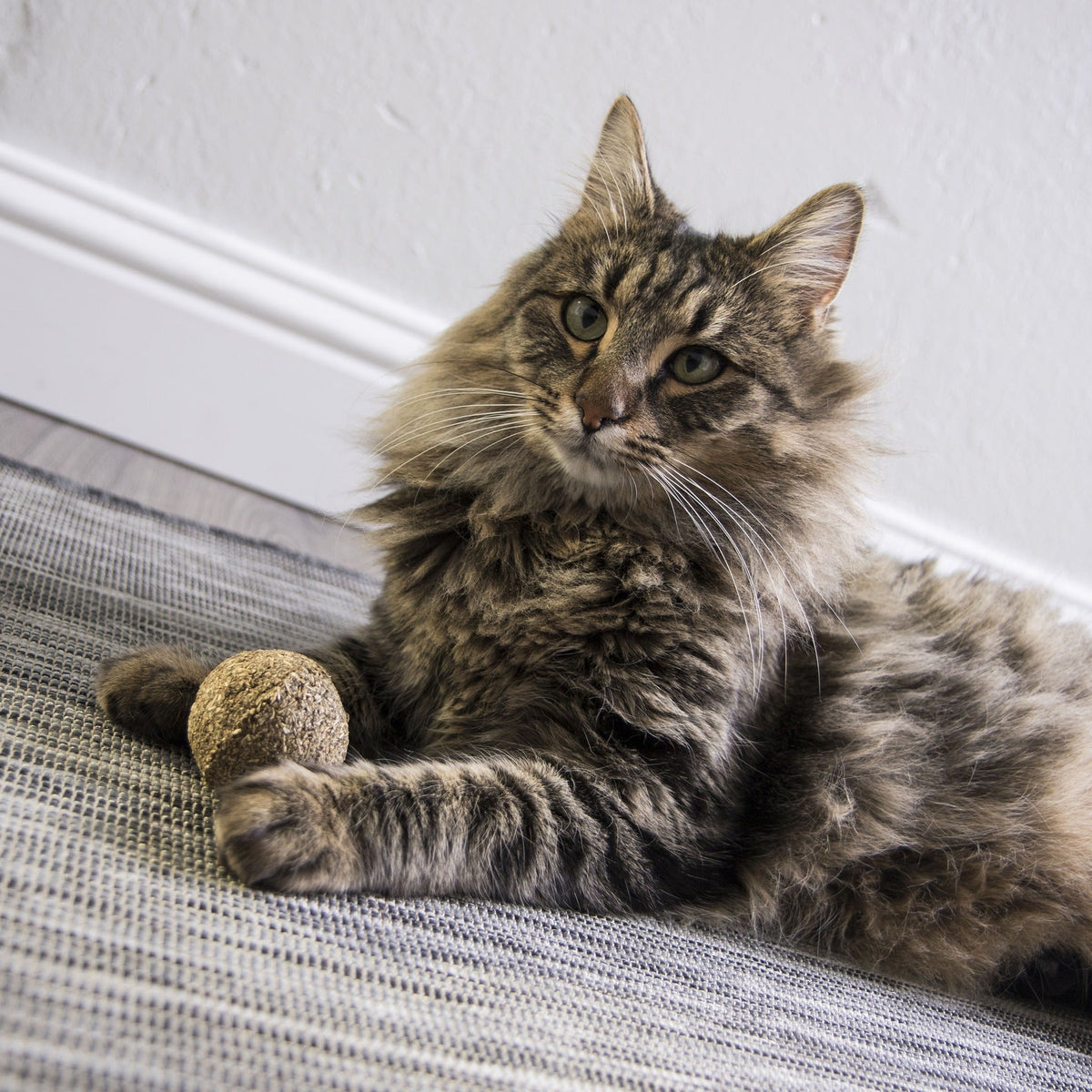 Long-haired cat pawing the SmartyKat Catnip Kiss compressed catnip ball on a rug