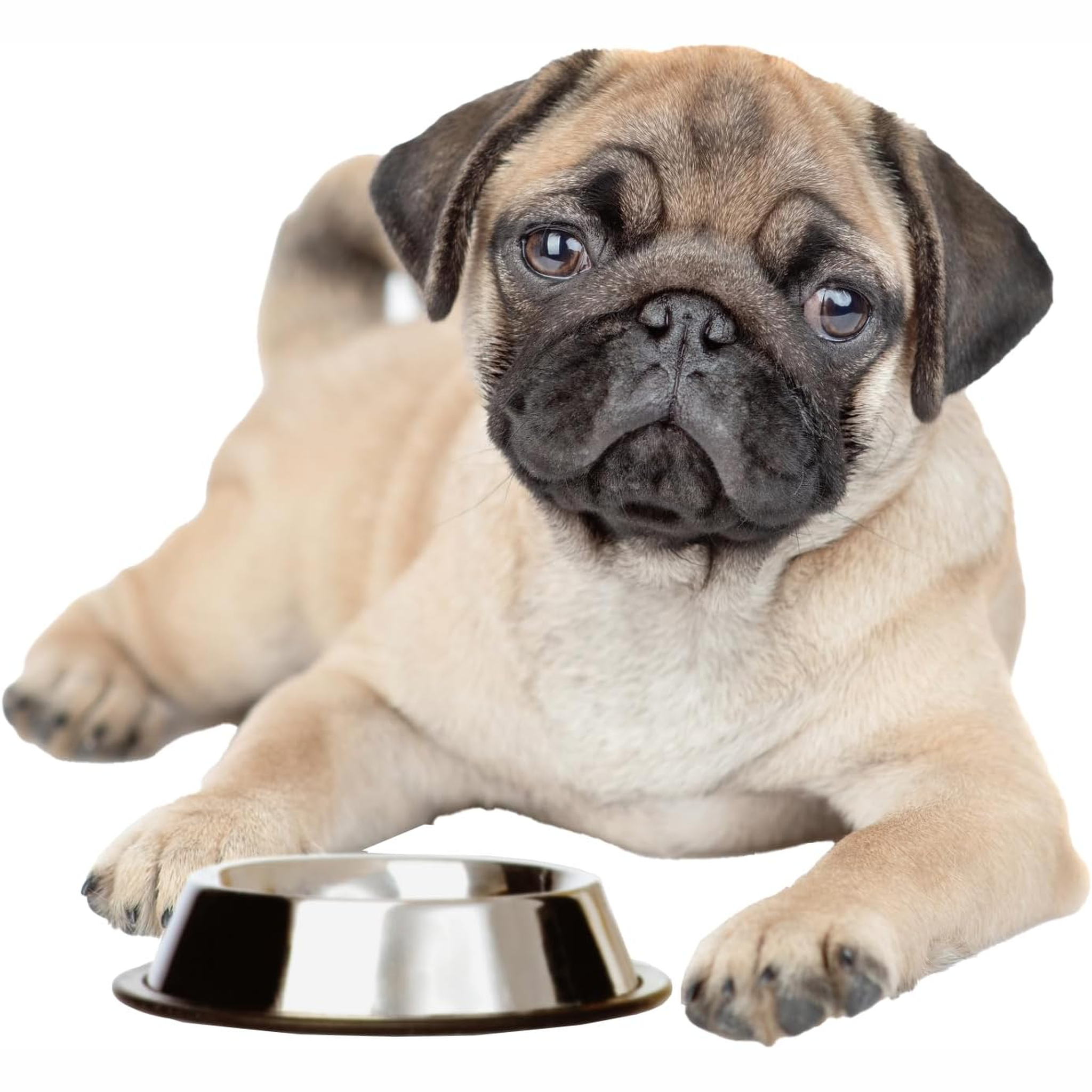 Pug puppy lying beside the Spot No-Tip Mirror Stainless Steel Dish