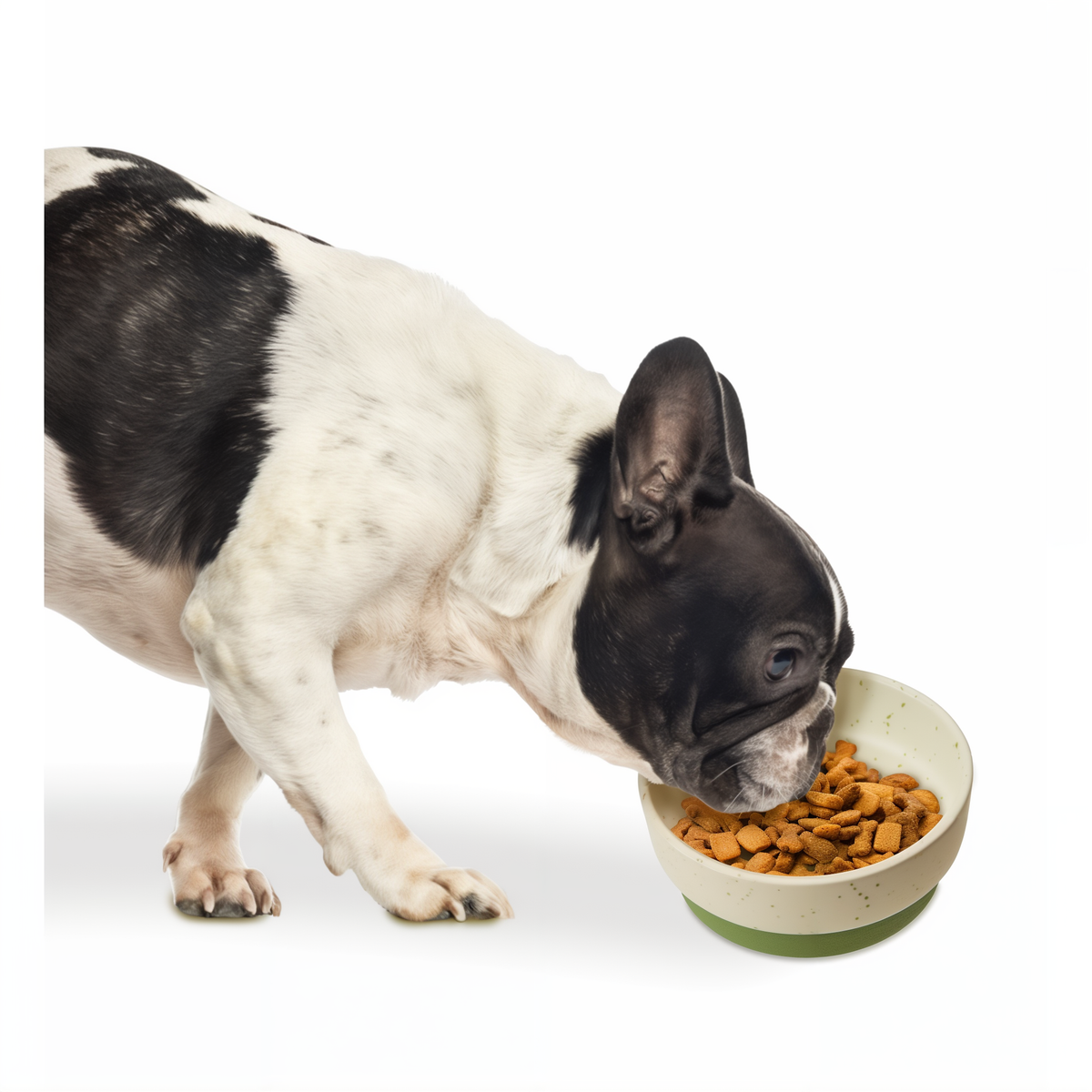 French bulldog eating from the Spot Sedona Dog Dish in Spruce Green