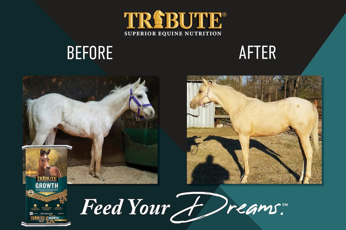 Before and after results of a horse fed Tribute Growth Pellet
