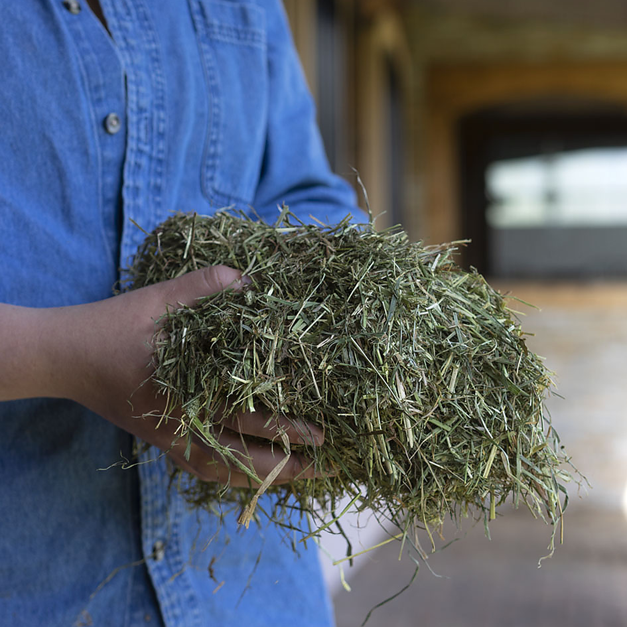 Handful of chopped timothy and orchard grass forage showing the soft leafy texture