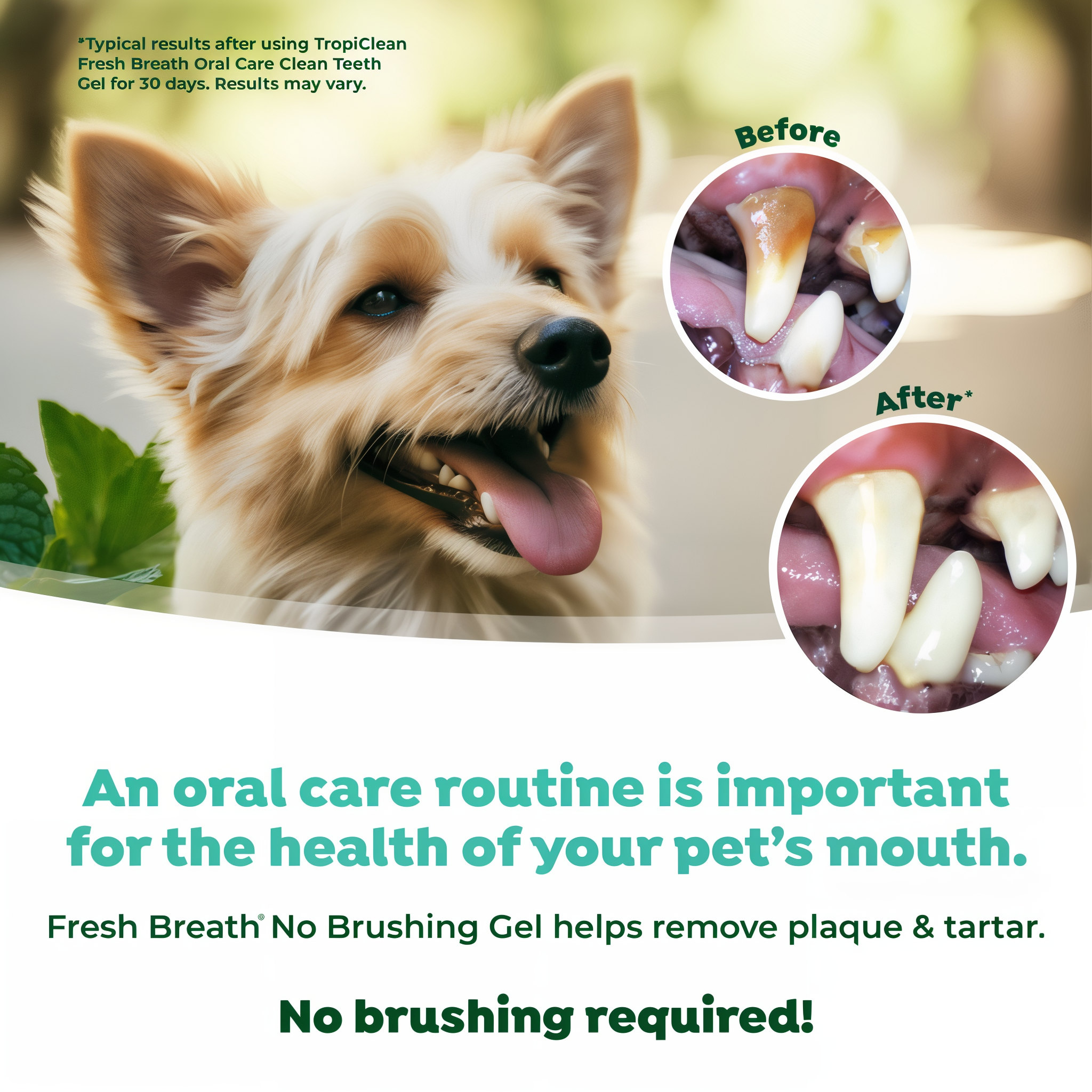 Before and after images of dog teeth.
