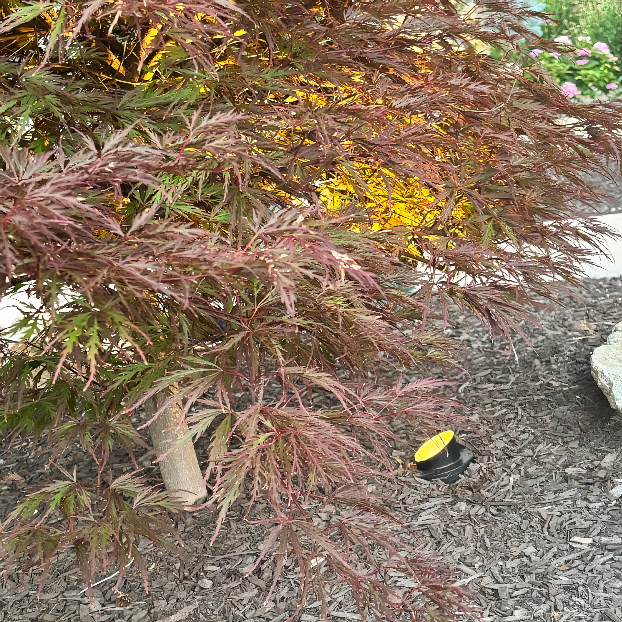 Tru-Scapes Sealed In-Ground Well Light TS-B203 — focal-point tree uplighting