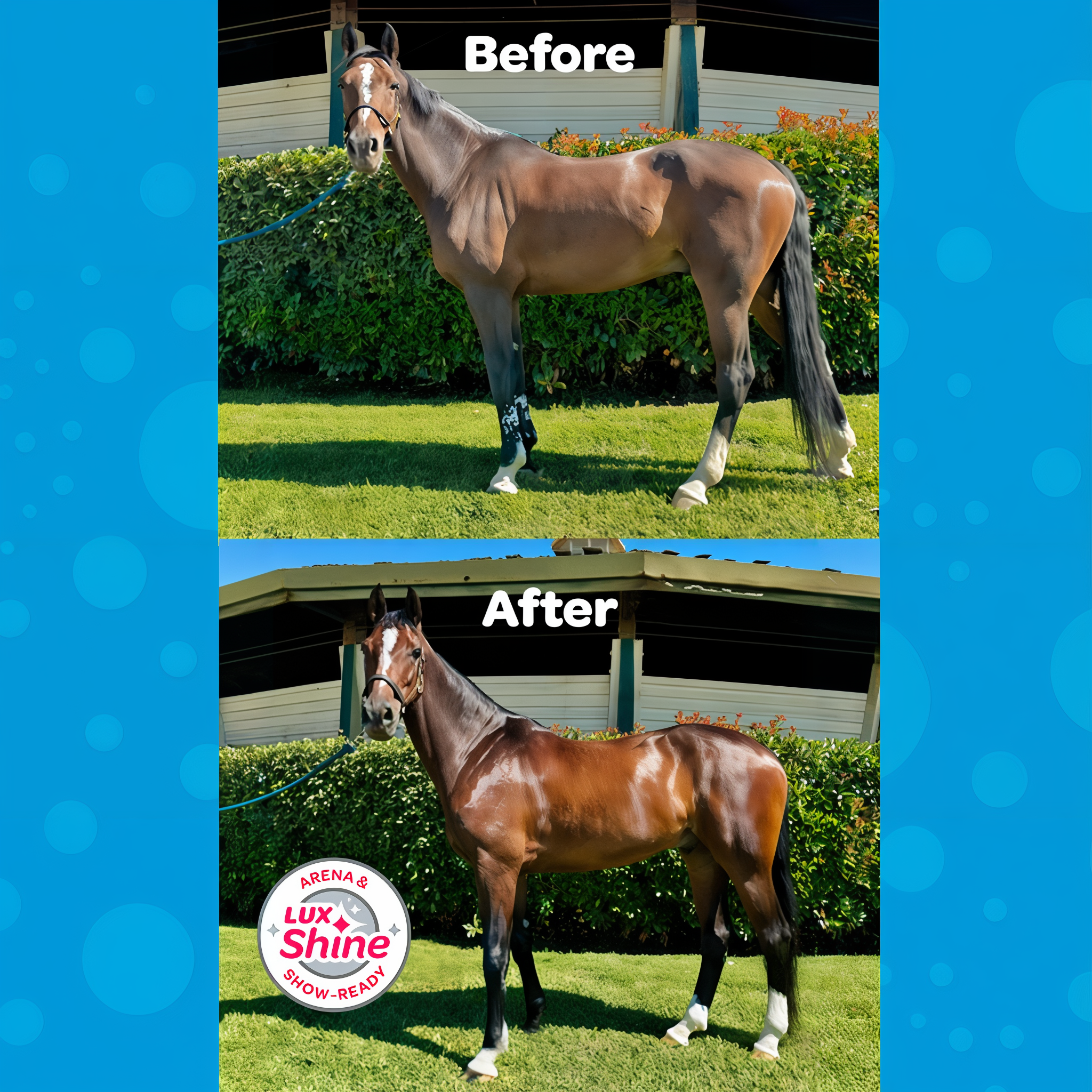 Horse coat before and after washing with Vetericyn FoamCare Equine Shampoo with LuxShine