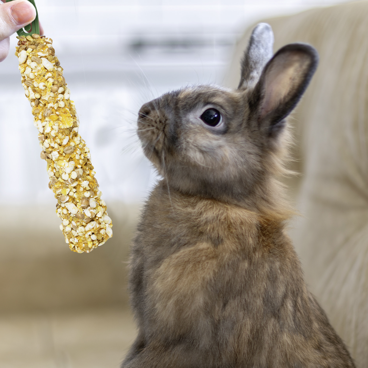 Rabbit nibbling a hanging Vitakraft Crunch Stick