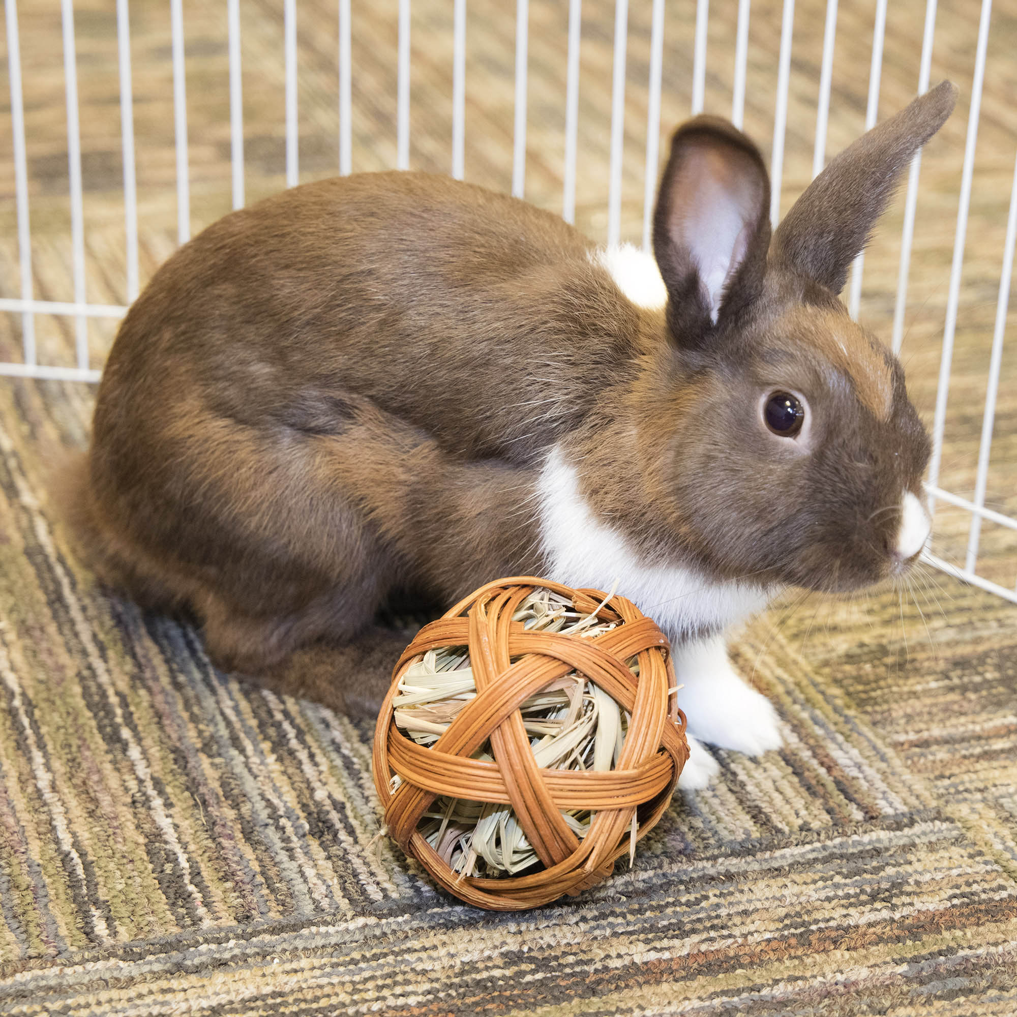 Rabbit in a cage next to a Ware Edible Treat Ball