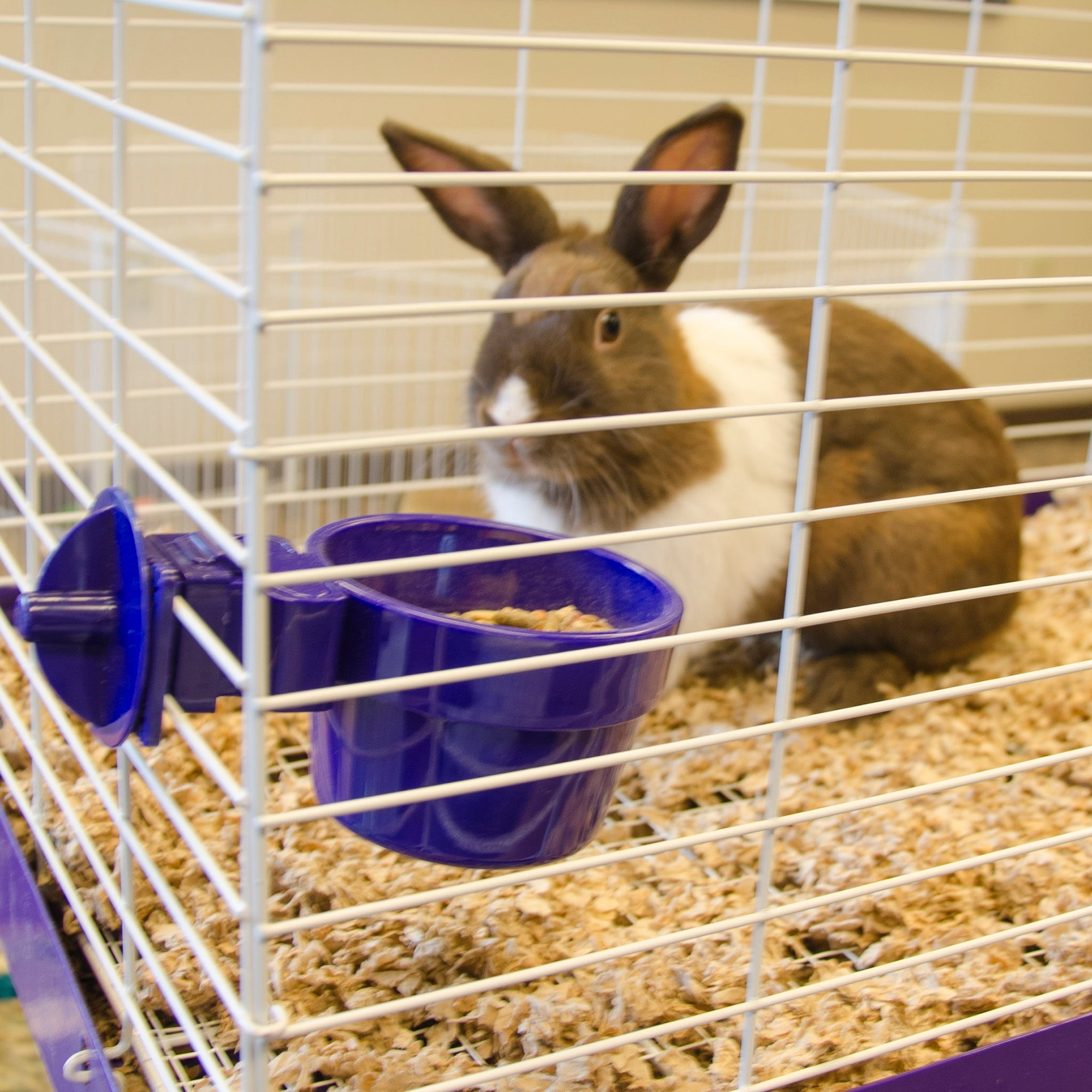 Rabbit with a Slide-N-Lock Pet Crock attached to a wire cage