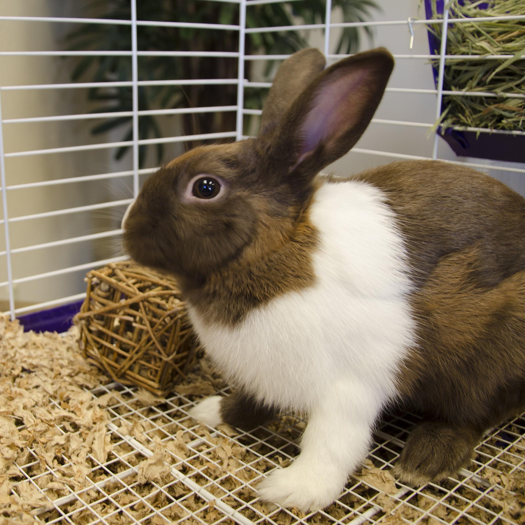 Rabbit in cage with Ware Willow Chew Cube chew toy