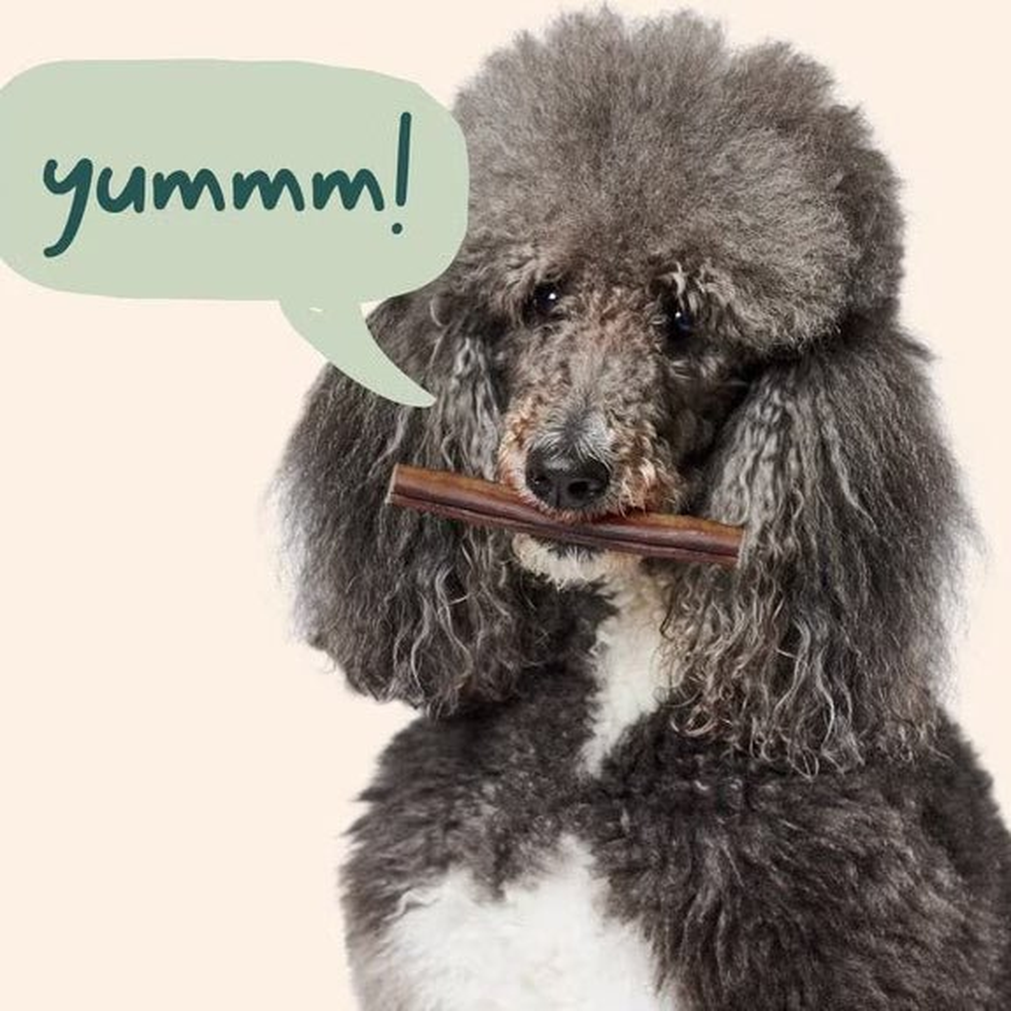 Dog chewing a Woof BullySafe Pure Collagen Chew