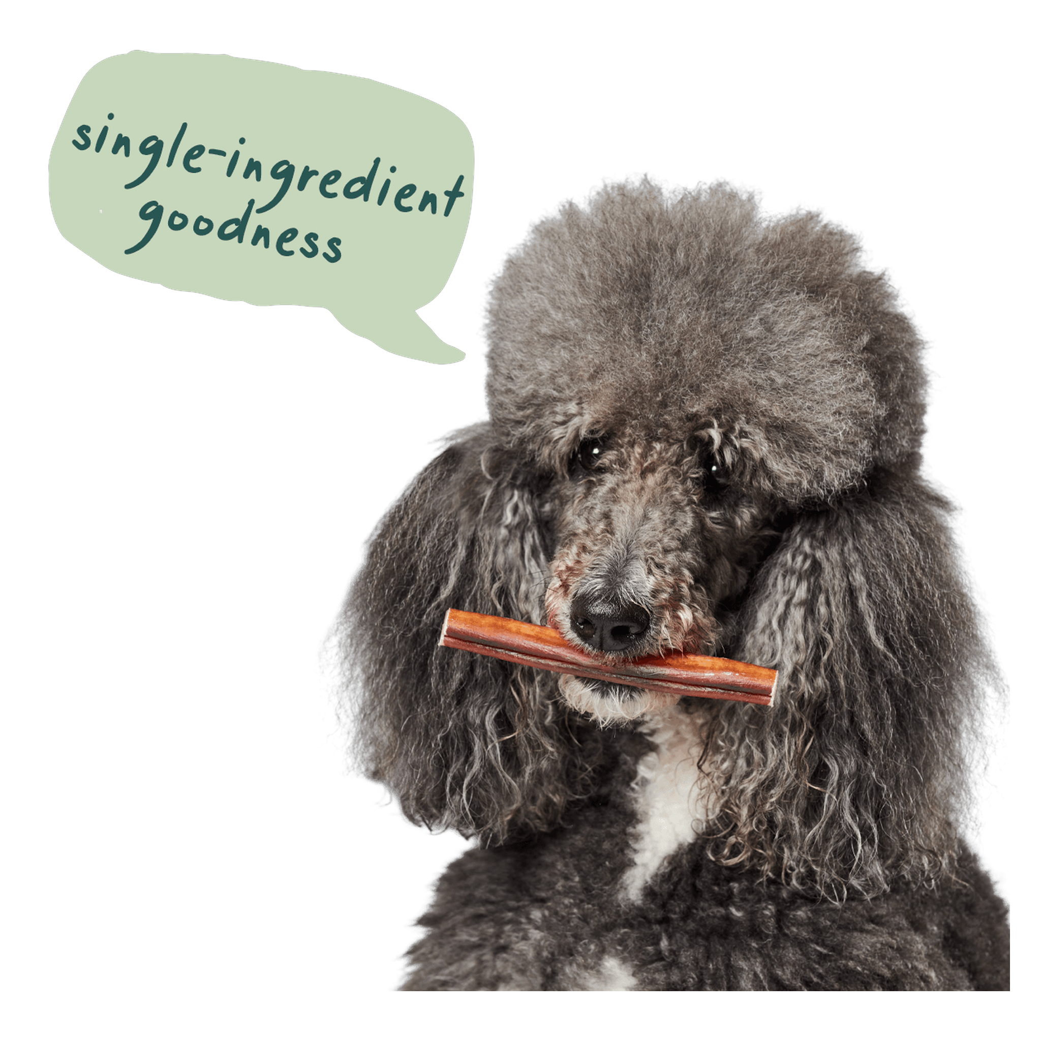 Dog chewing a Woof Free Range Bully Stick