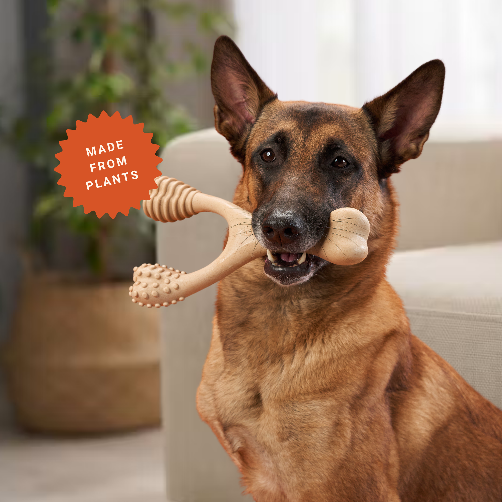 Dog enjoying a BetterBone chew