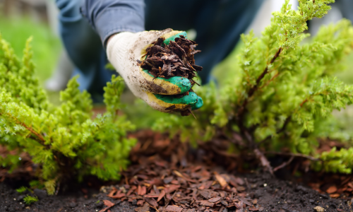 Hands holding mulch