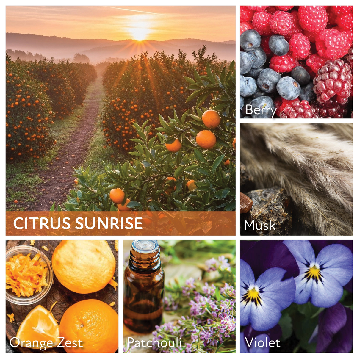 A Cheerful Giver Citrus Sunrise Keepers of the Light Jar Candle -- scent notes panel