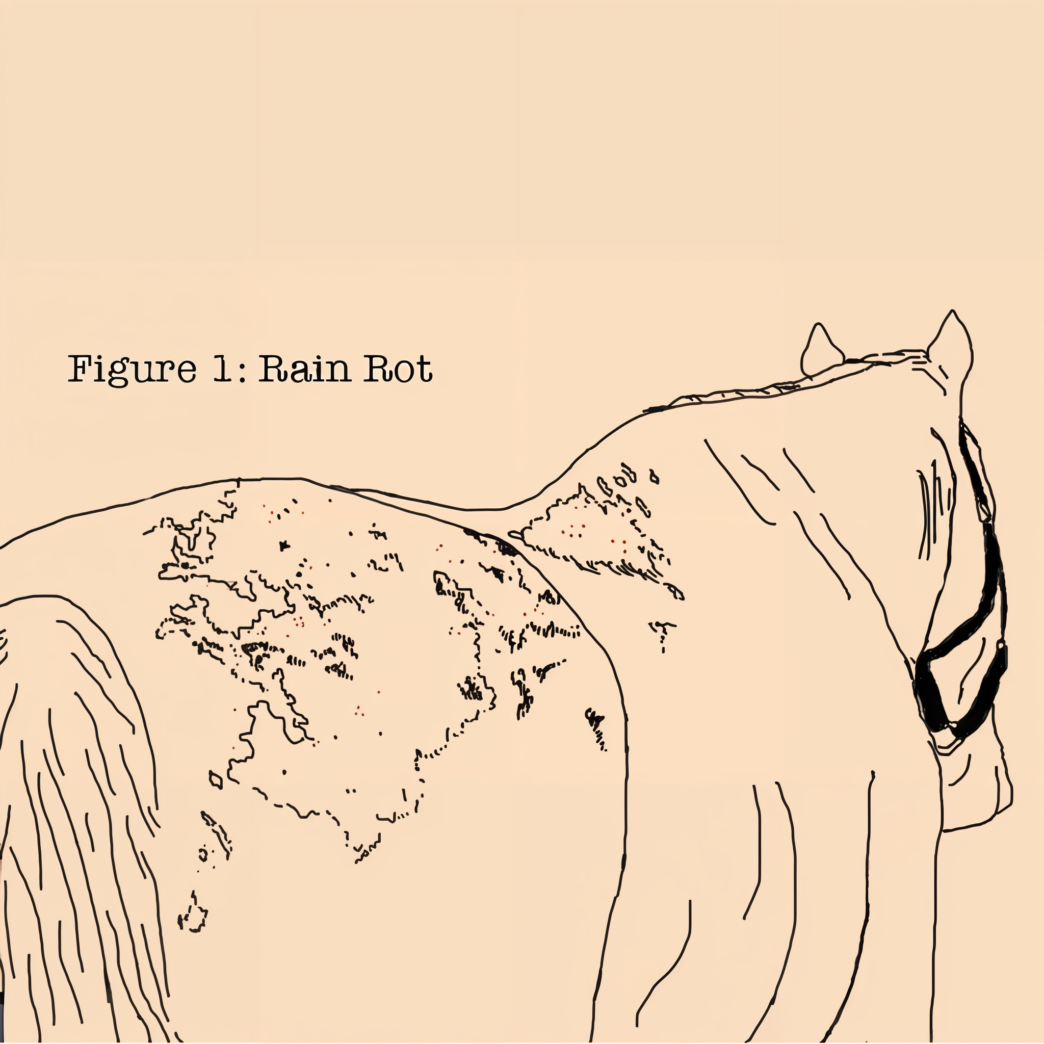 Absorbine Fungasol ointment, common fungal condition areas on the horse