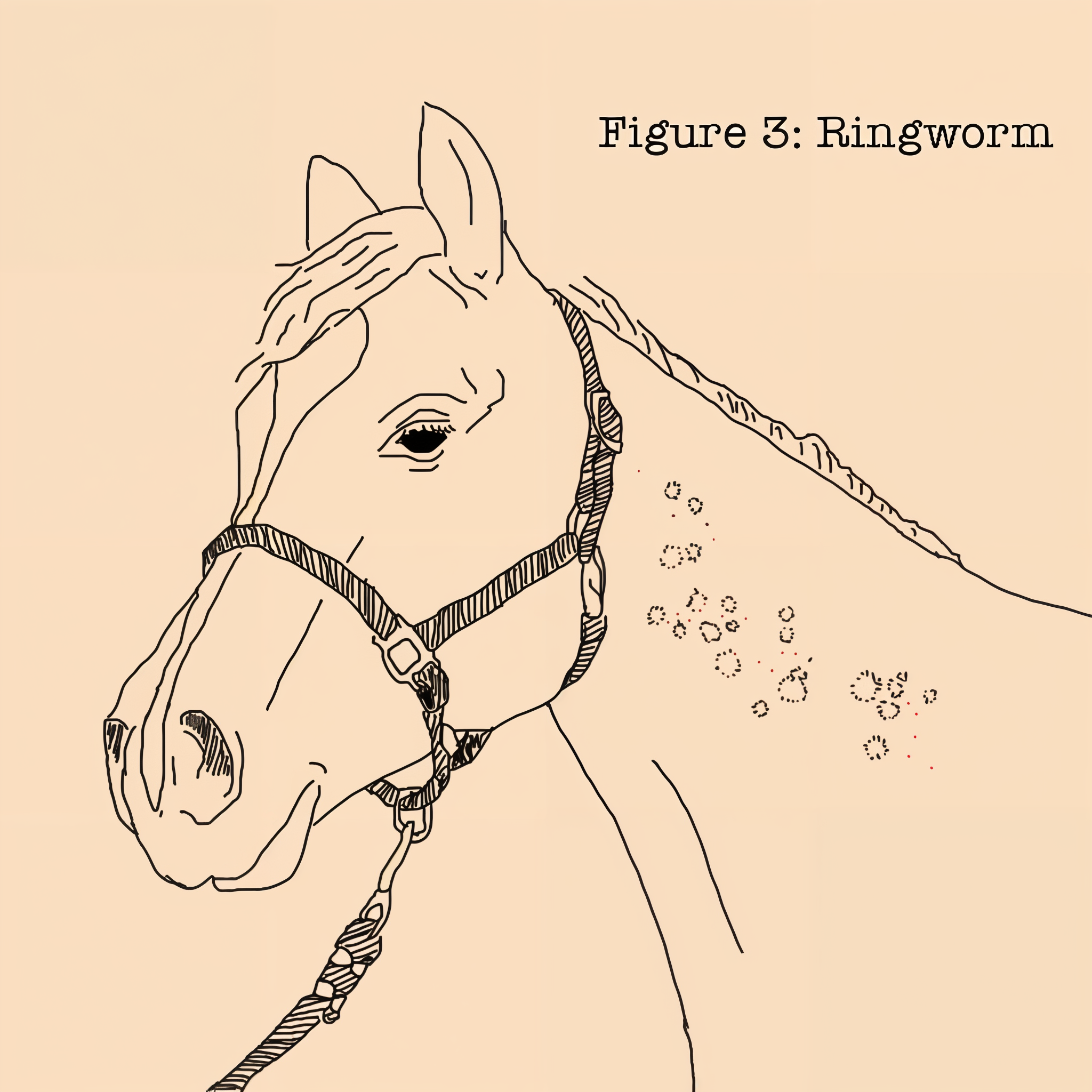 Absorbine Fungasol spray, ringworm and rain rot figures