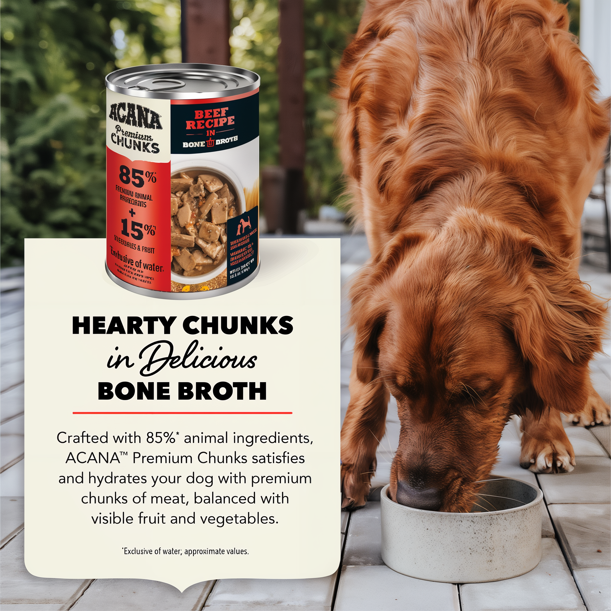 A dog eating ACANA Premium Chunks Beef Recipe from a bowl outdoors, with hearty chunks in delicious bone broth crafted from 85 percent animal ingredients