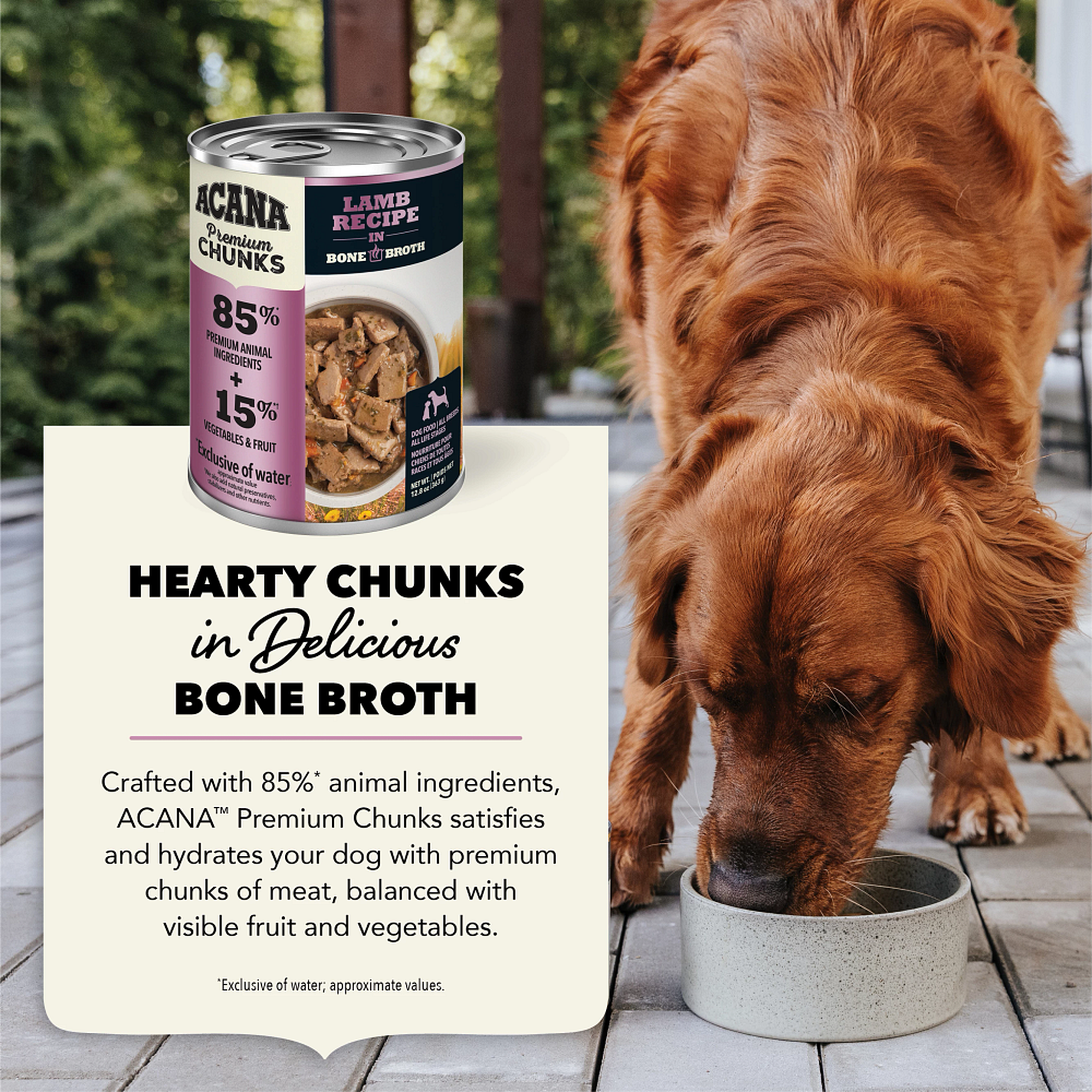Dog eating ACANA Premium Chunks Lamb Recipe in Bone Broth from a bowl, hearty chunks in delicious bone broth crafted with 85 percent animal ingredients to satisfy and hydrate