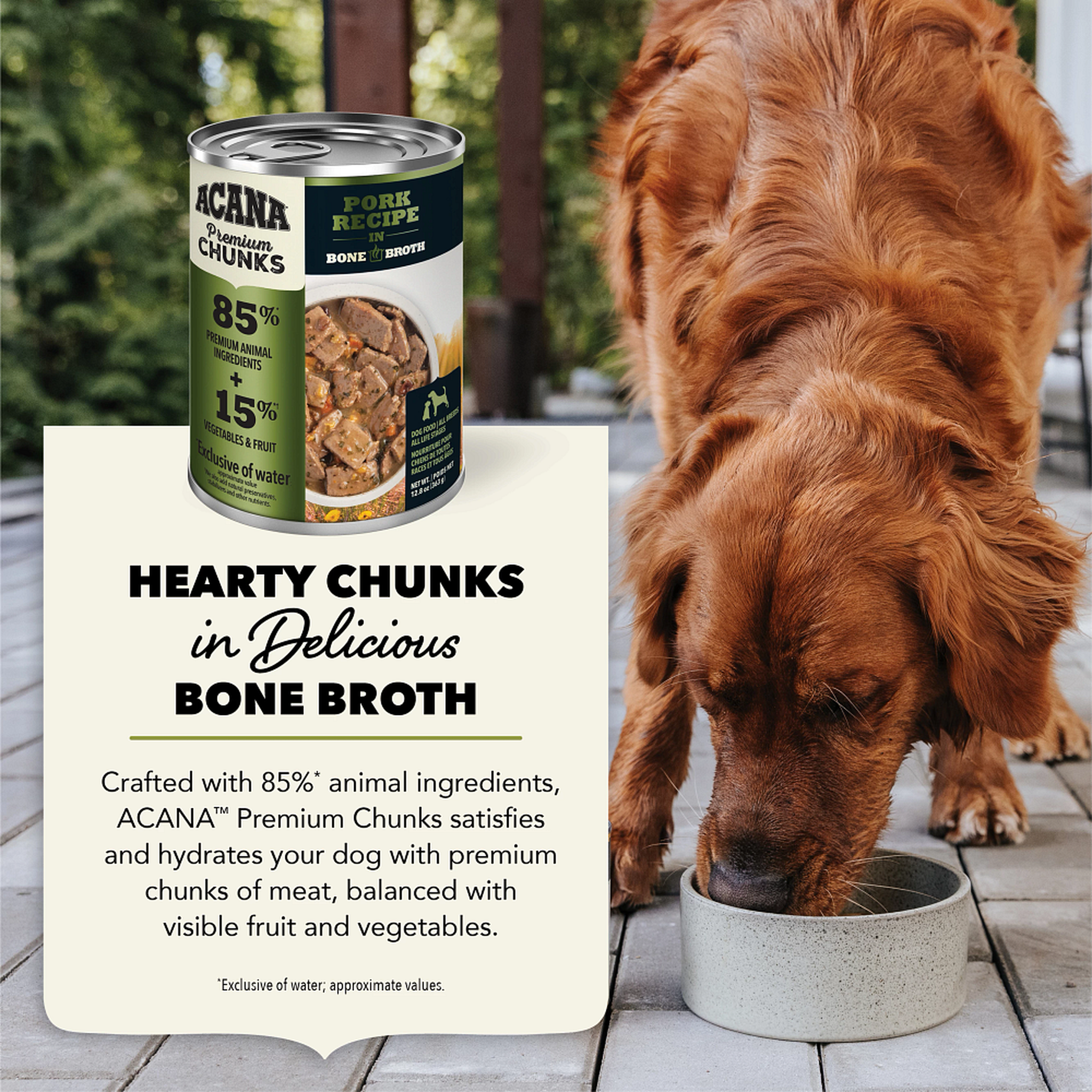 Golden retriever eating Acana Premium Chunks Pork Recipe, hearty chunks of meat in delicious bone broth with visible fruit and vegetables