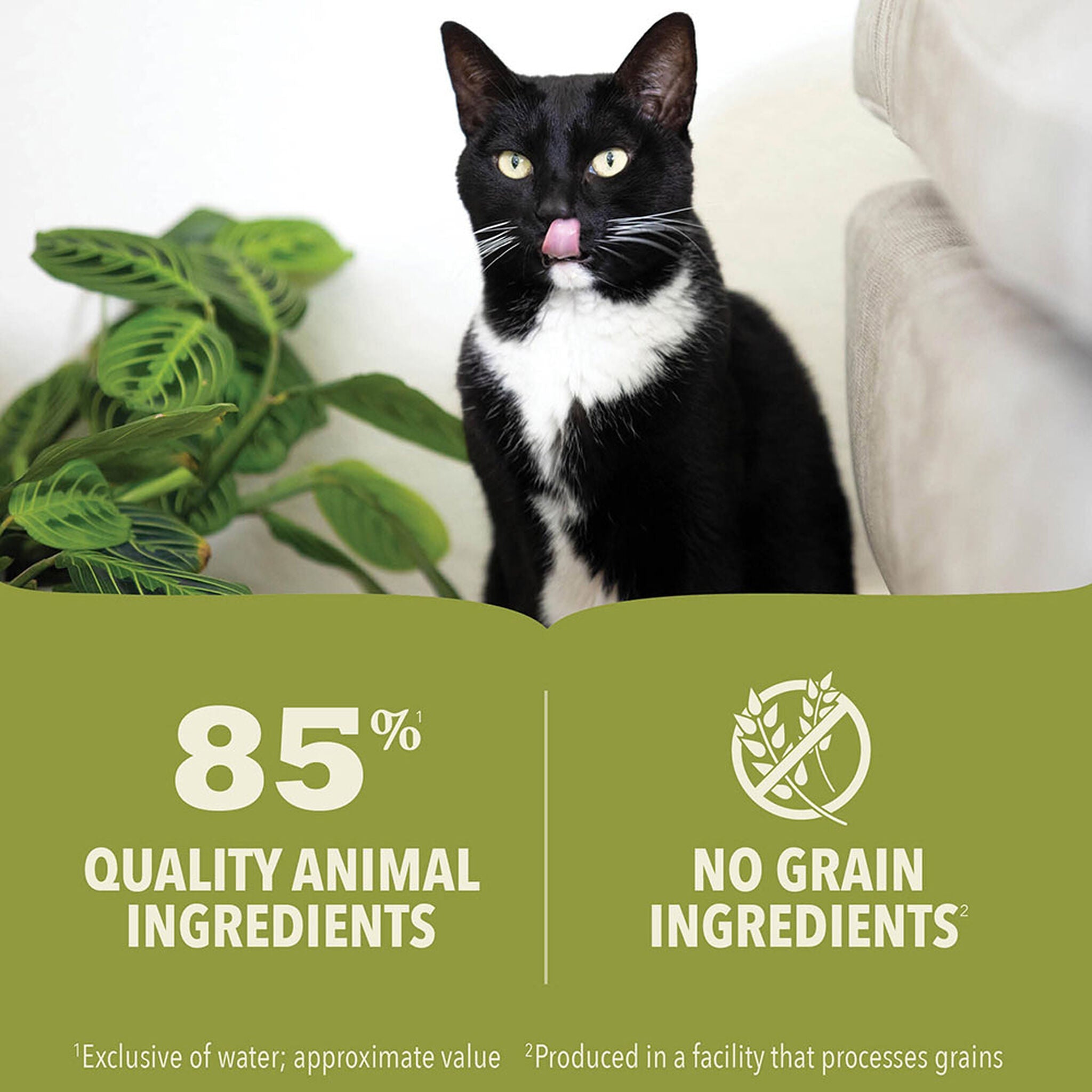 Black and white cat licking its lips beside ACANA Premium Pâté Beef, Chicken & Tuna callouts for 85 percent quality animal ingredients and no grain ingredients