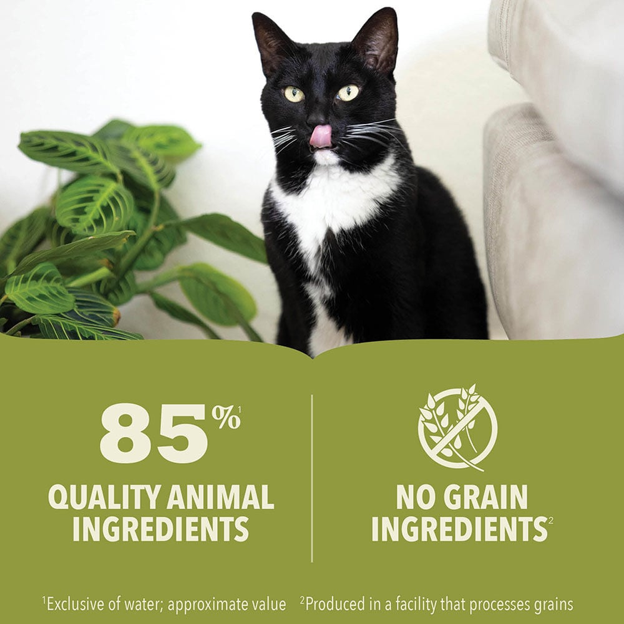 Black and white cat licking its lips beside a leafy green houseplant with an infographic showing 85 percent quality animal ingredients and no grain ingredients