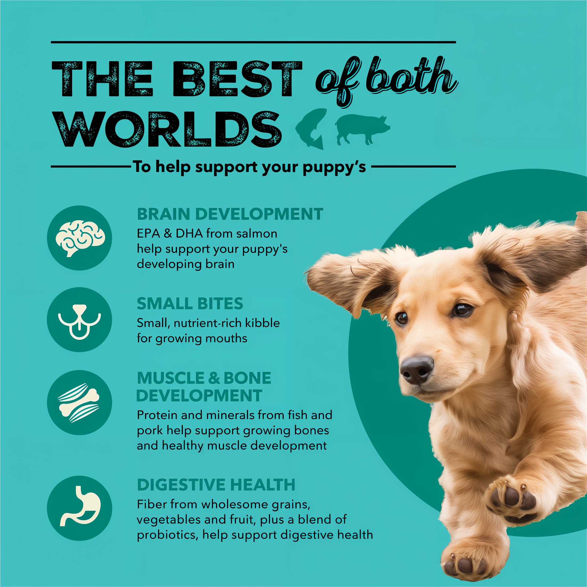 Dachshund puppy with icons for brain development, small bites, muscle and bone development and digestive health for Acana Sea & Farm Puppy