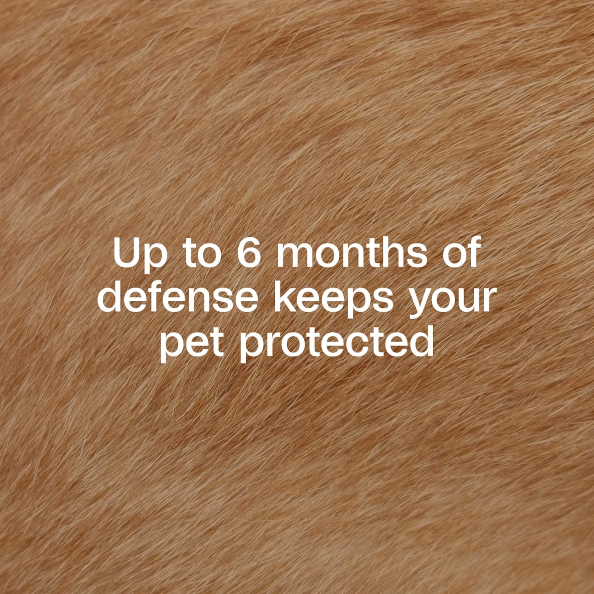 Up to 6 months of defense per collar keeps your dog protected