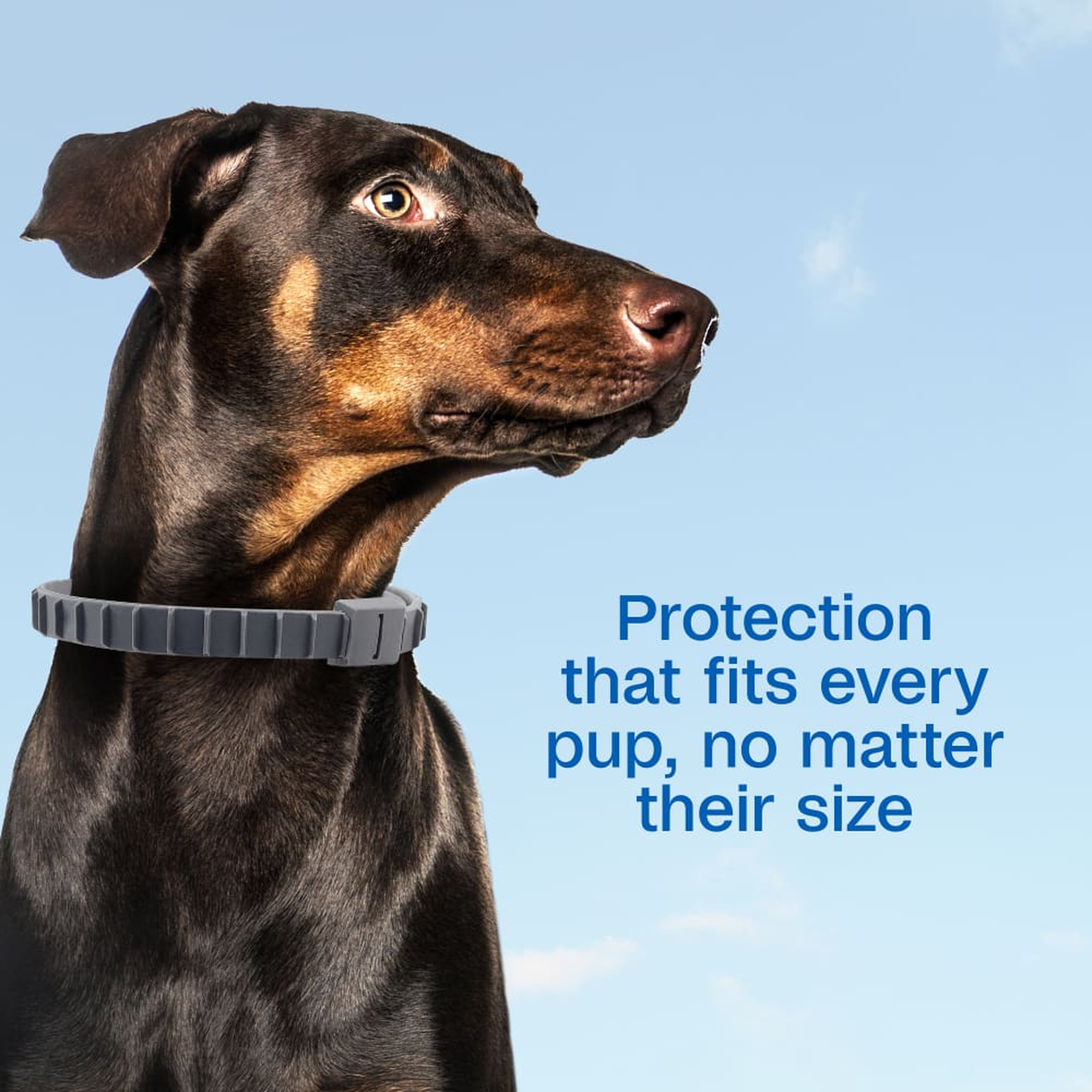 Adjustable collar fits every dog no matter their size