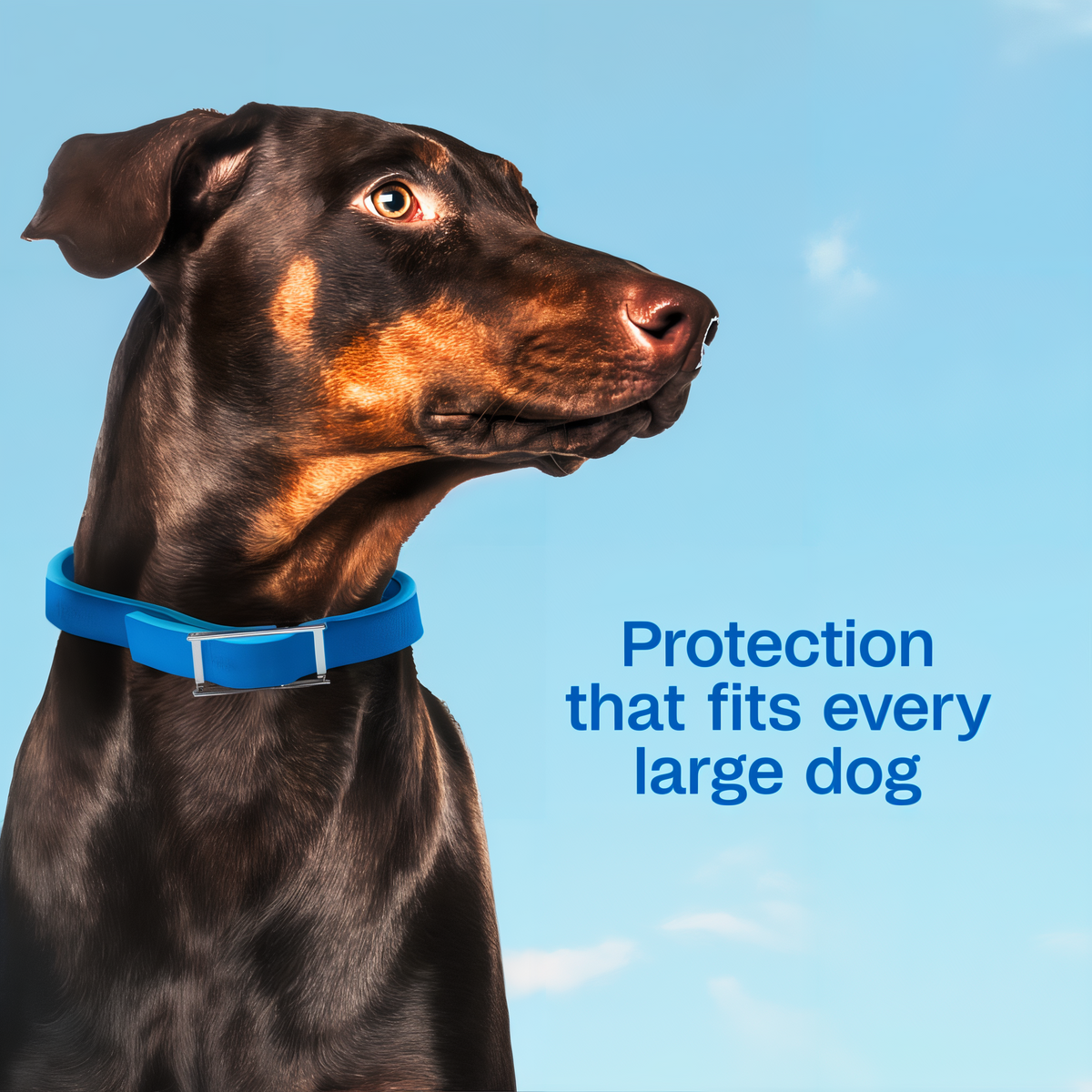 Blue Adams Plus collar protection that fits every large dog
