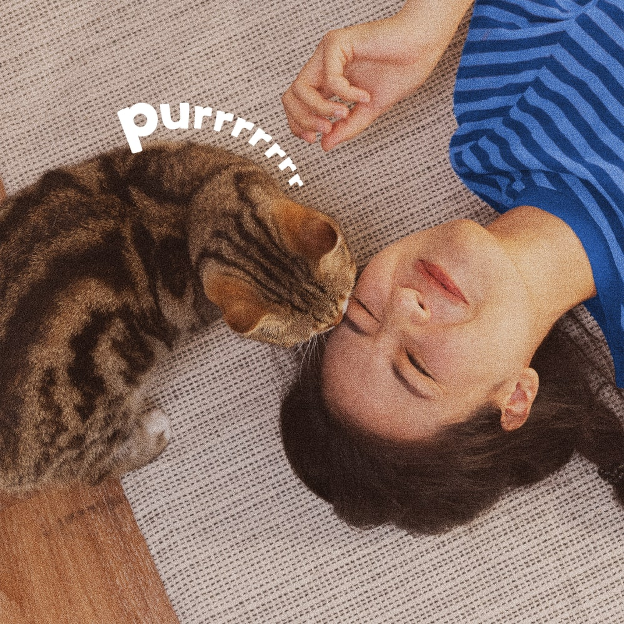 Cat nuzzling its owner at home