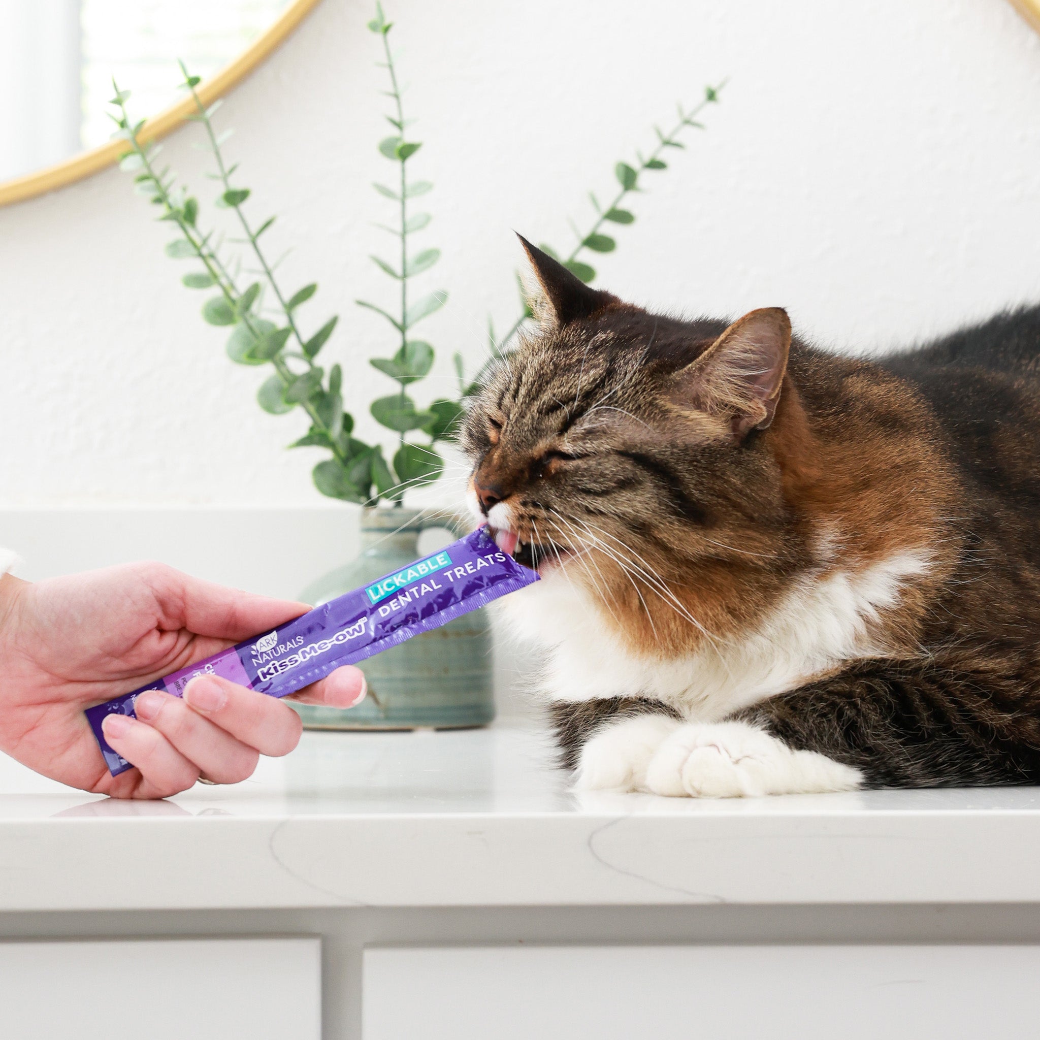 Cat licking a chicken flavor Kiss Me-Ow dental treat tube