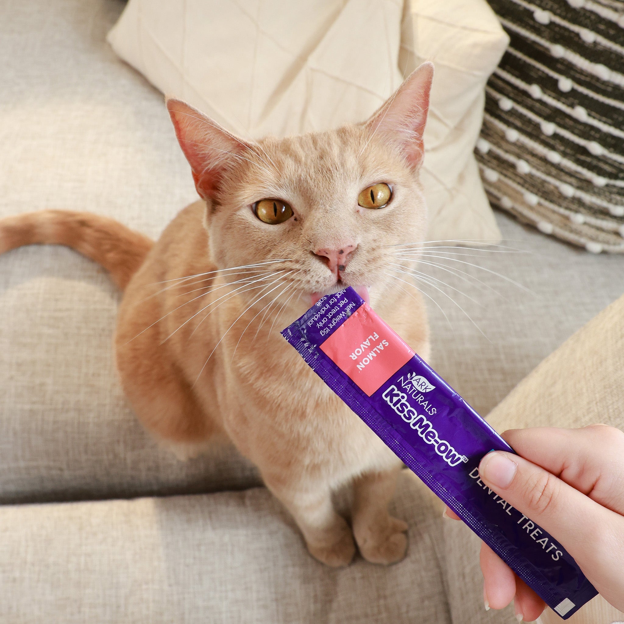 Cat licking a Kiss Me-Ow lickable dental treat tube from owner's hand