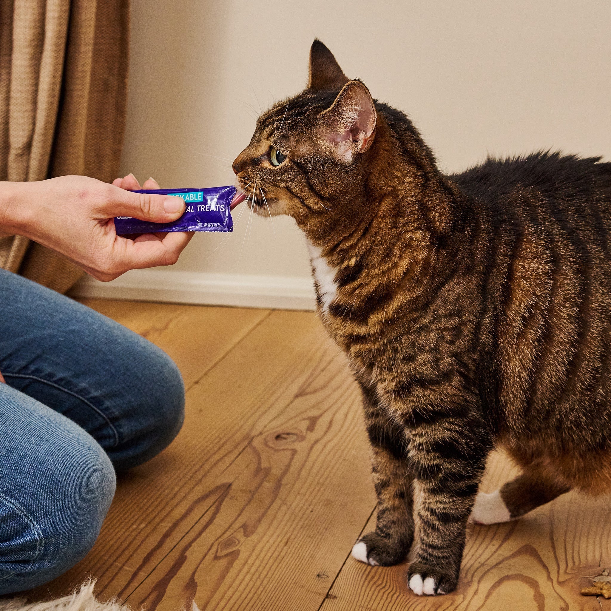 Cat enjoying a Kiss Me-Ow lickable dental treat at home