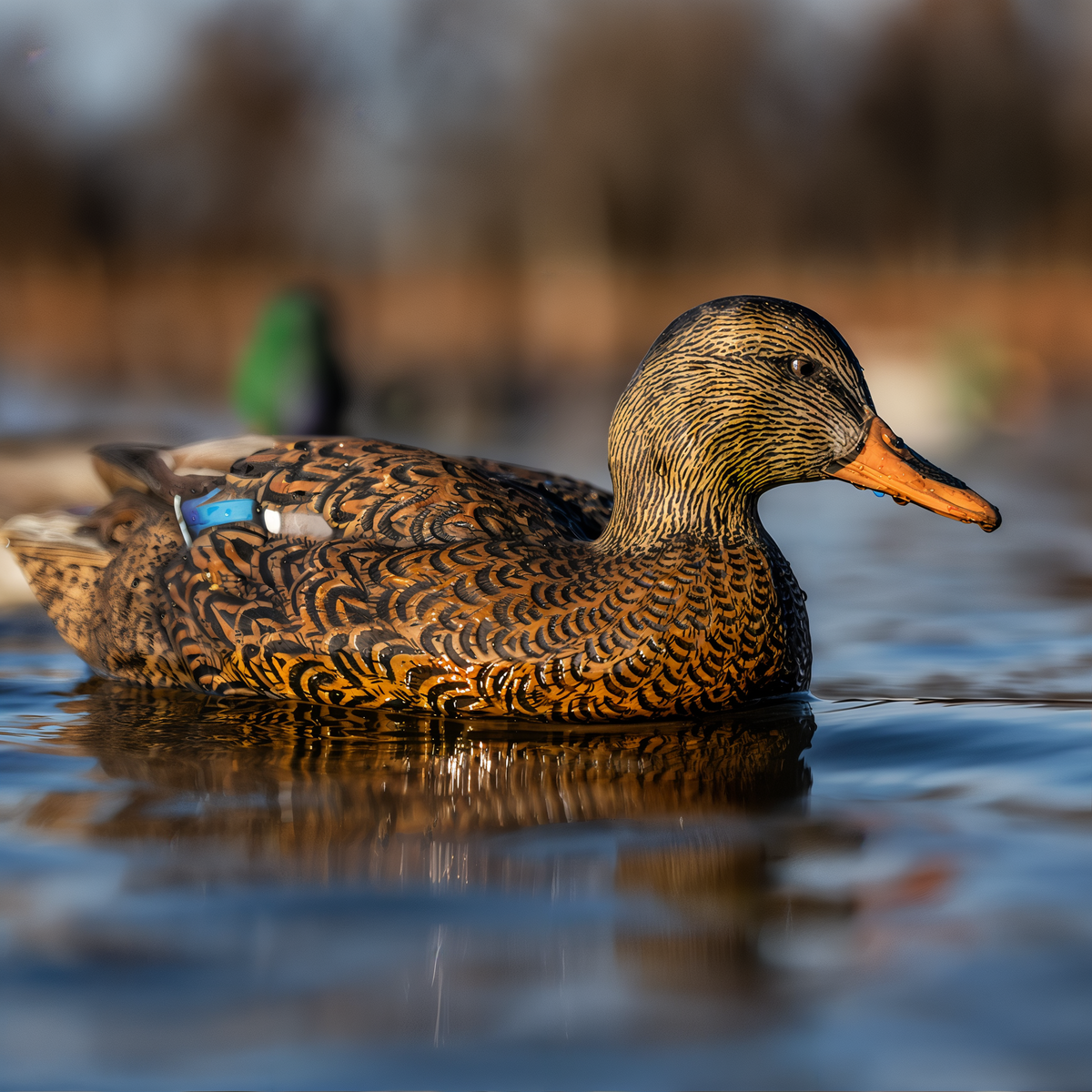 Avian-X Topflight Fusion Mallards 6-Pack -- lifestyle
