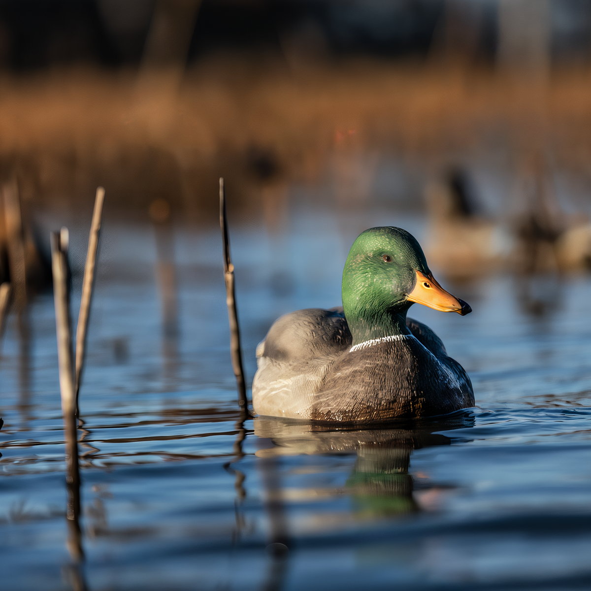 Avian-X Topflight Fusion Mallards 6-Pack -- lifestyle
